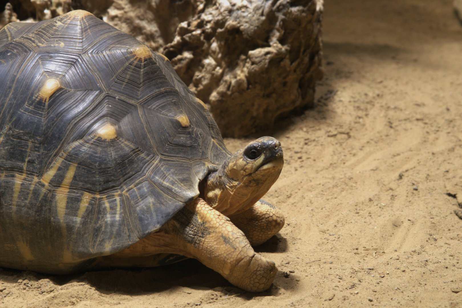 Radiated Tortoise (Astrochelys radiata), 16-09-25