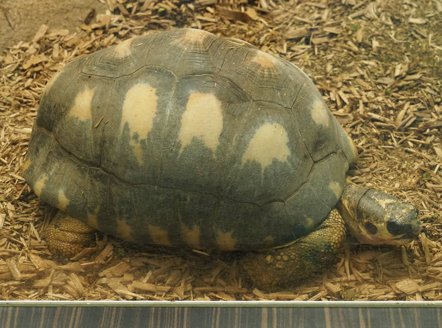 Radiated tortoise (Astrochelys radiata), 2020-09-20