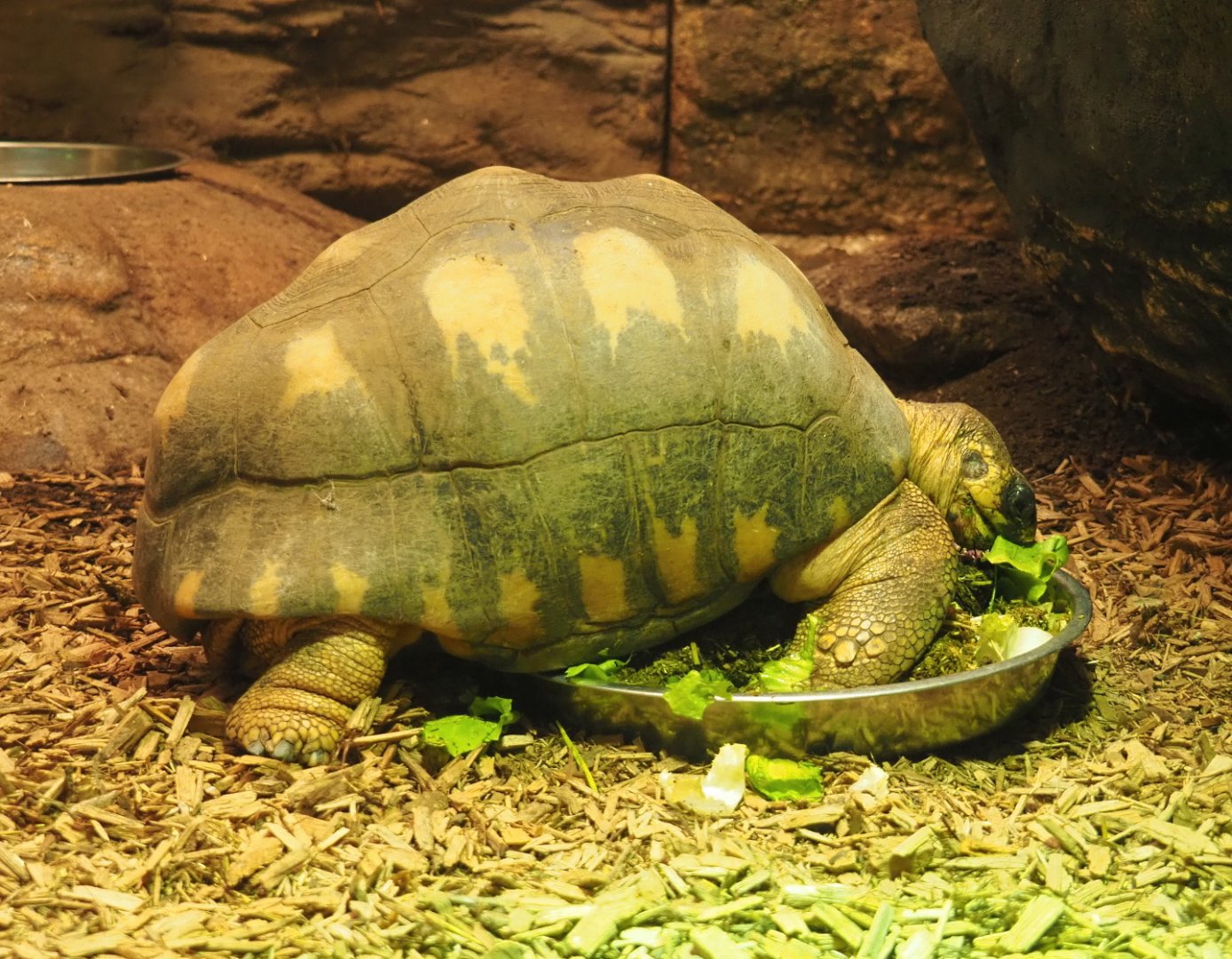 Radiated tortoise (Astrochelys radiata), 2021-06-12