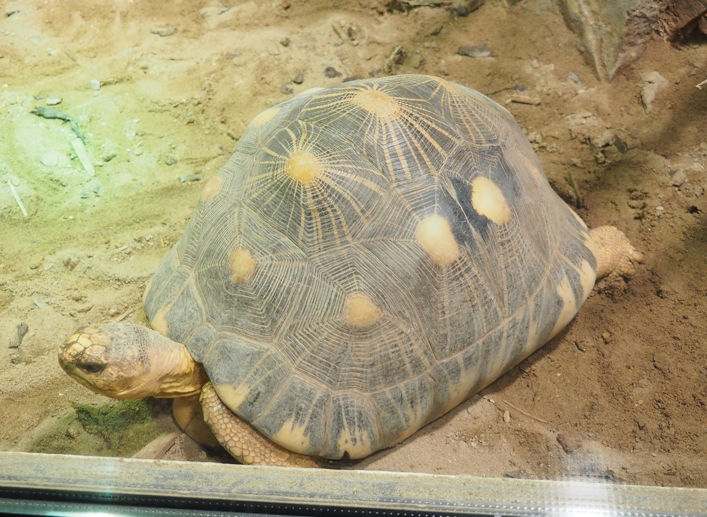 Radiated tortoise (Astrochelys radiata), 2021-09-03