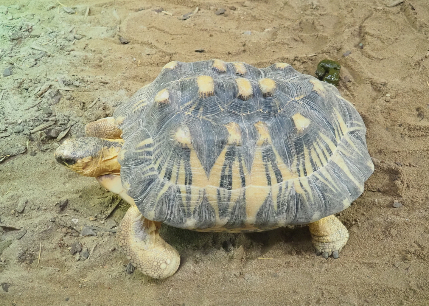 Radiated tortoise (Astrochelys radiata), 2021-09-03