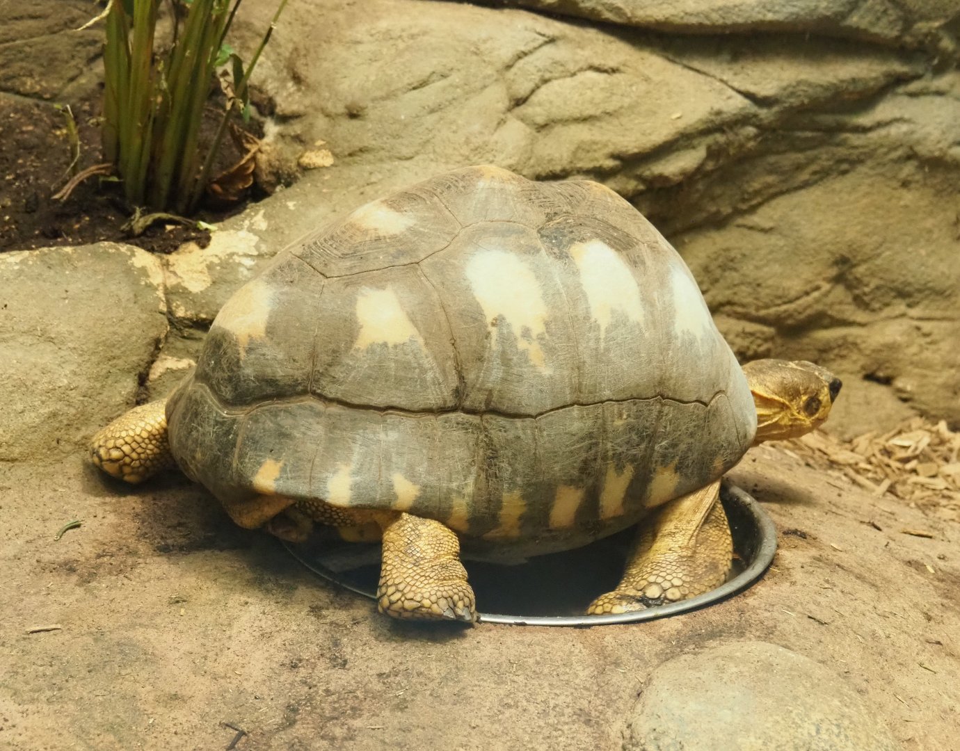 Radiated tortoise (Astrochelys radiata), 2022-03-16
