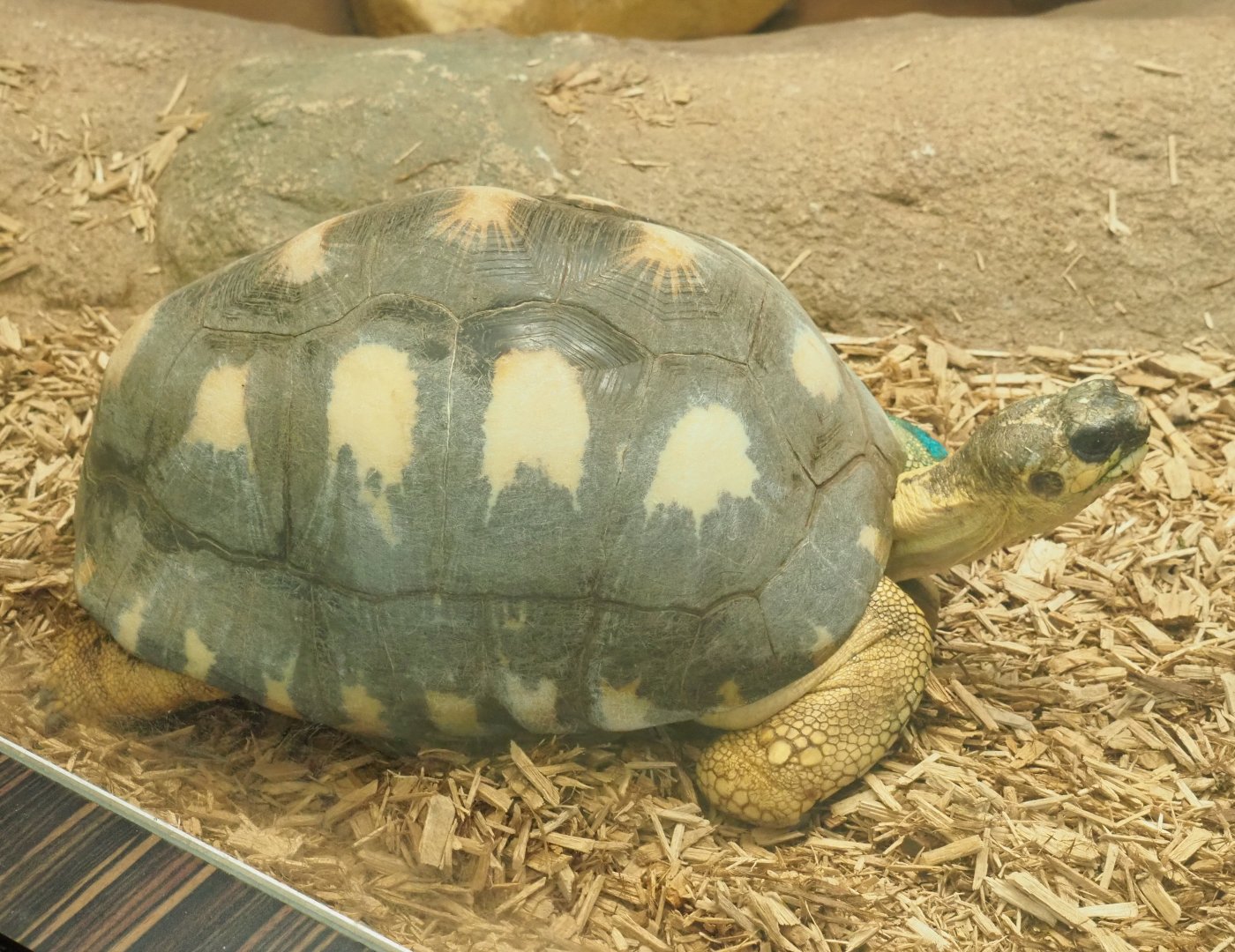 Radiated tortoise (Astrochelys radiata), 2022-05-26