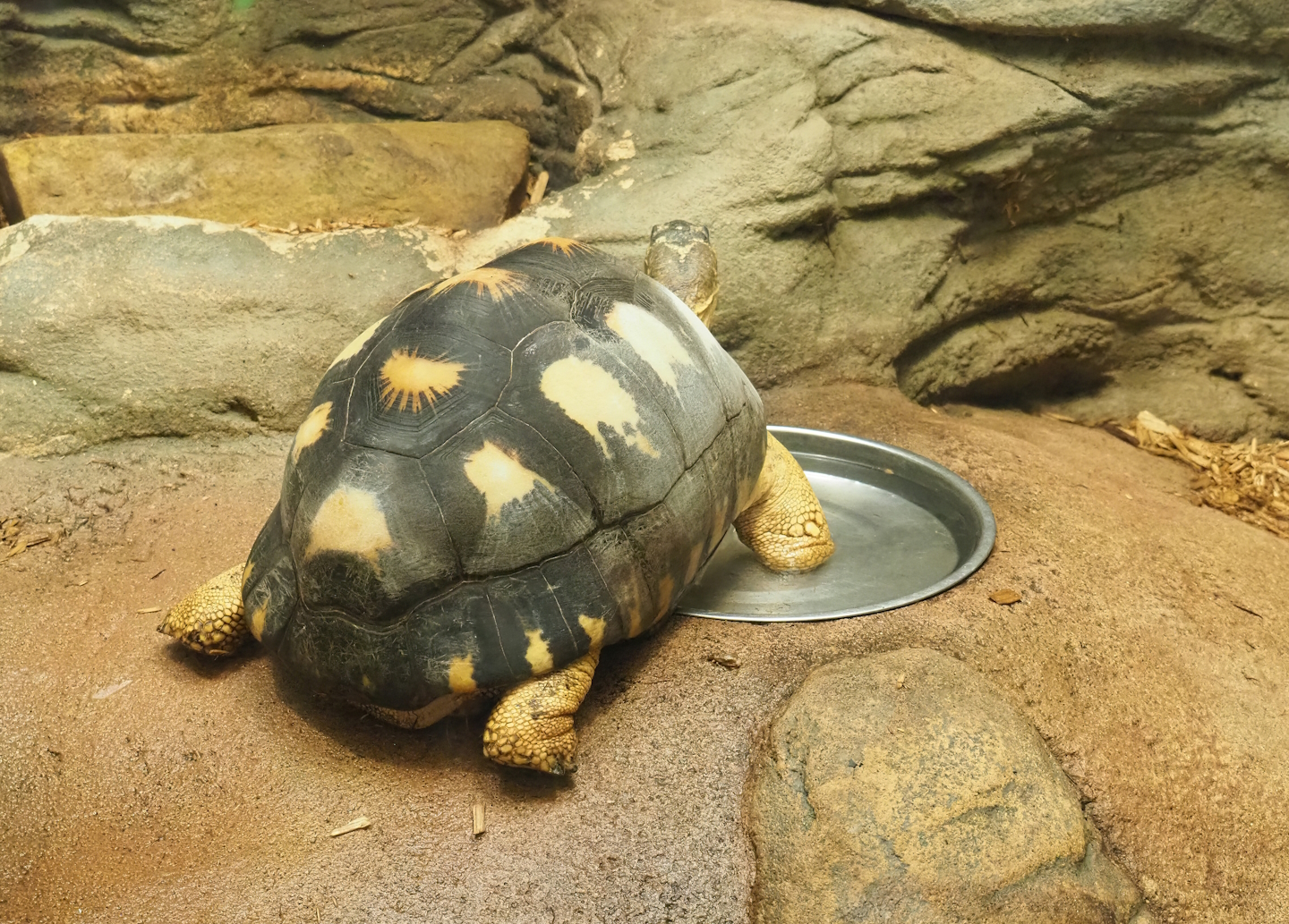 Radiated tortoise (Astrochelys radiata), 2022-09-04