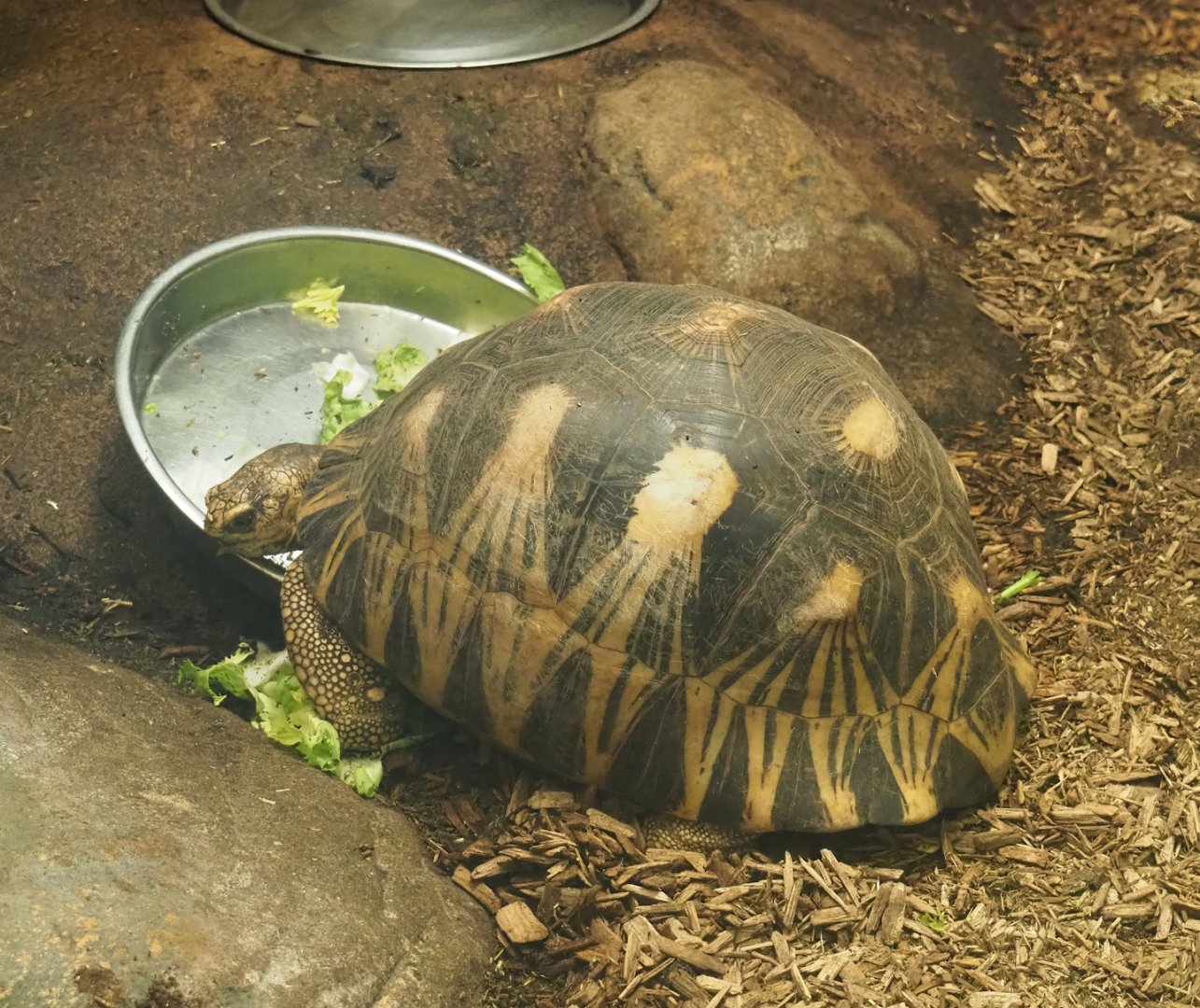 Radiated tortoise (Astrochelys radiata), 2023-04-08