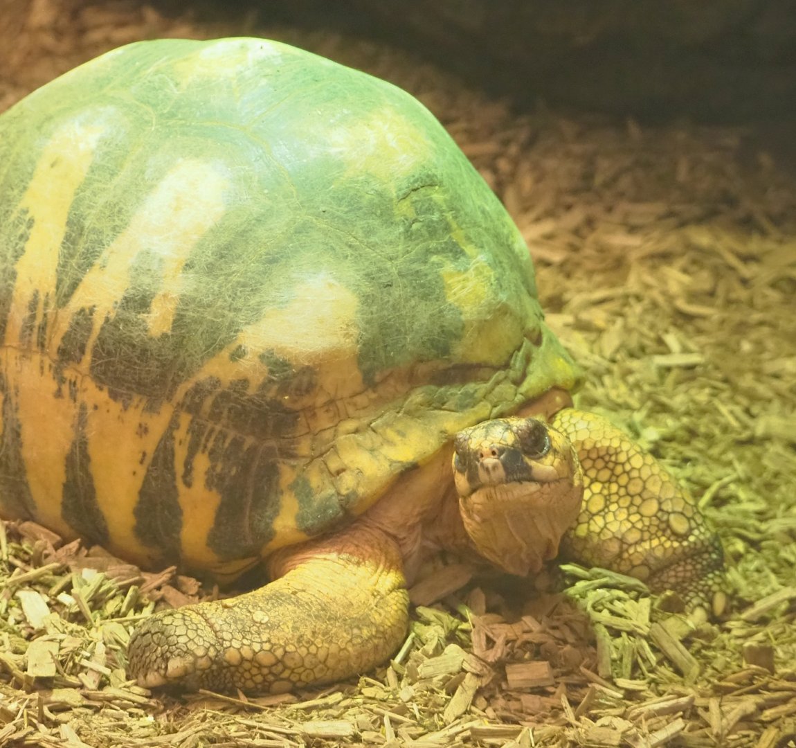 Radiated tortoise (Astrochelys radiata), 2023-07-02