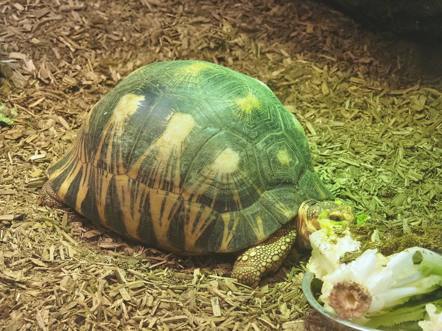Radiated tortoise (Astrochelys radiata), 2023-07-22