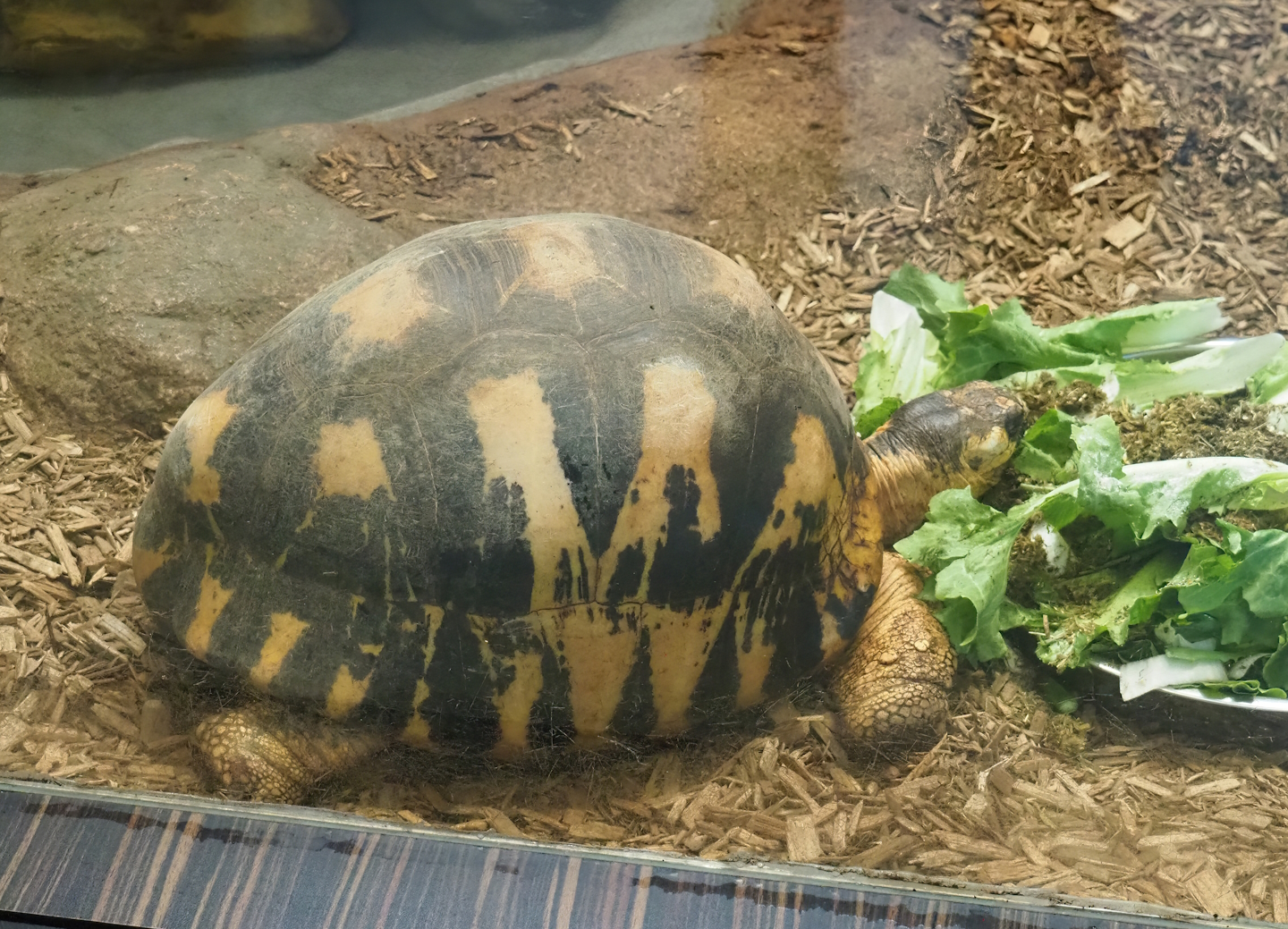 Radiated tortoise (Astrochelys radiata), 2023-07-22