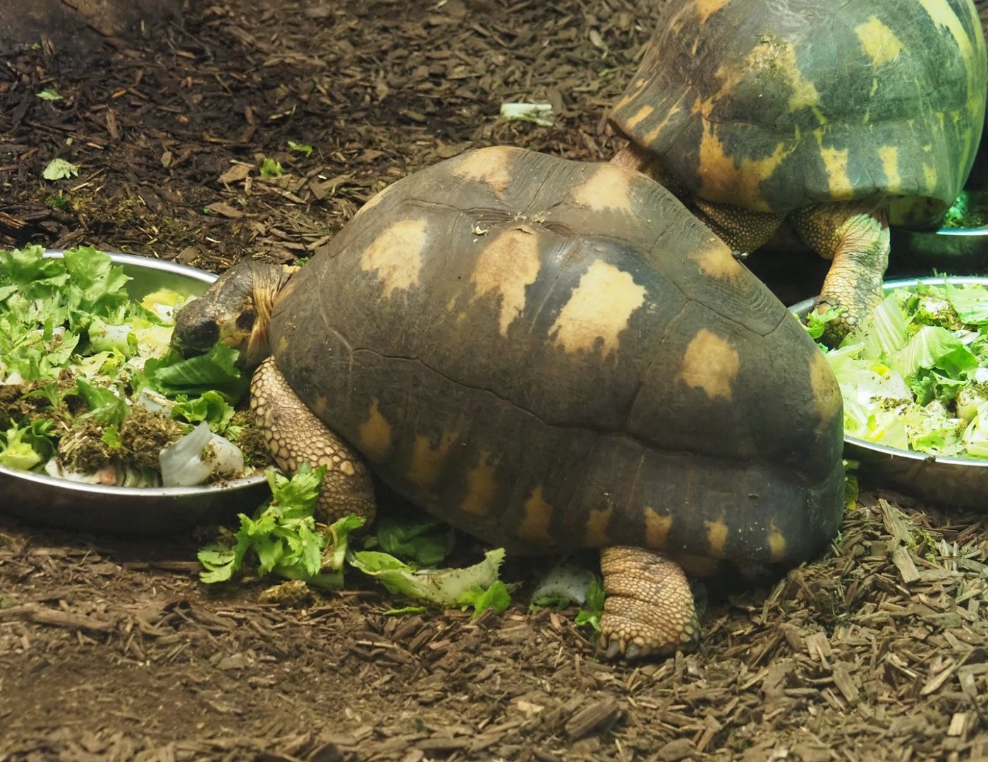 Radiated tortoise (Astrochelys radiata), 2024-02-17