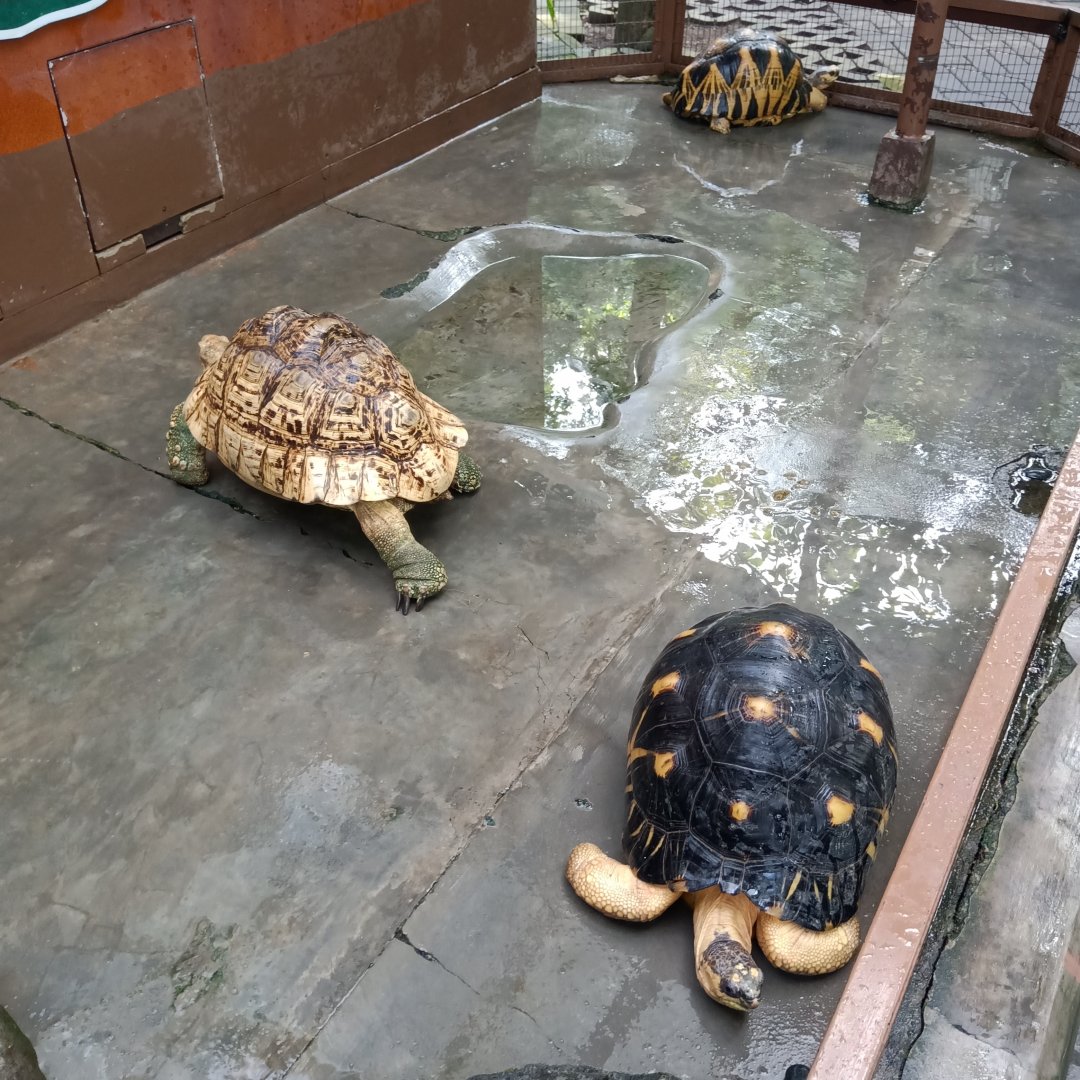 Radiated tortoise (Astrochelys radiata) and leopard tortoise (Stigmochelys pardalis)