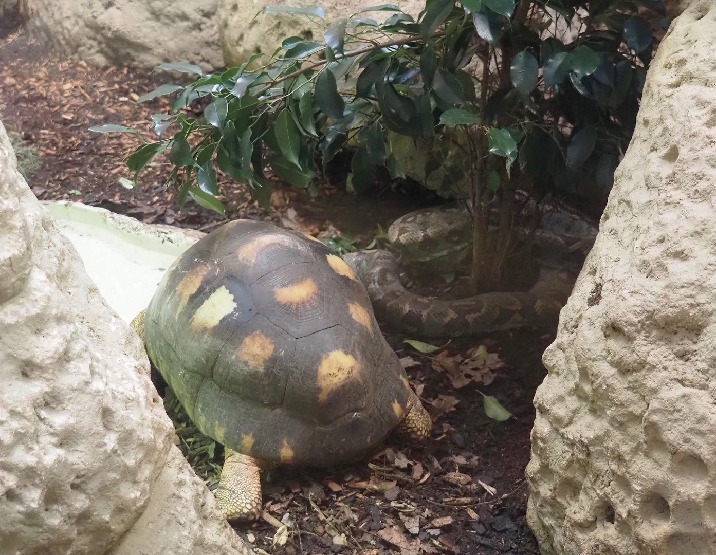 Radiated tortoise (Astrochelys radiata) and Malagasy tree boa (Sanzinia madagascariensis), 2025-03-16