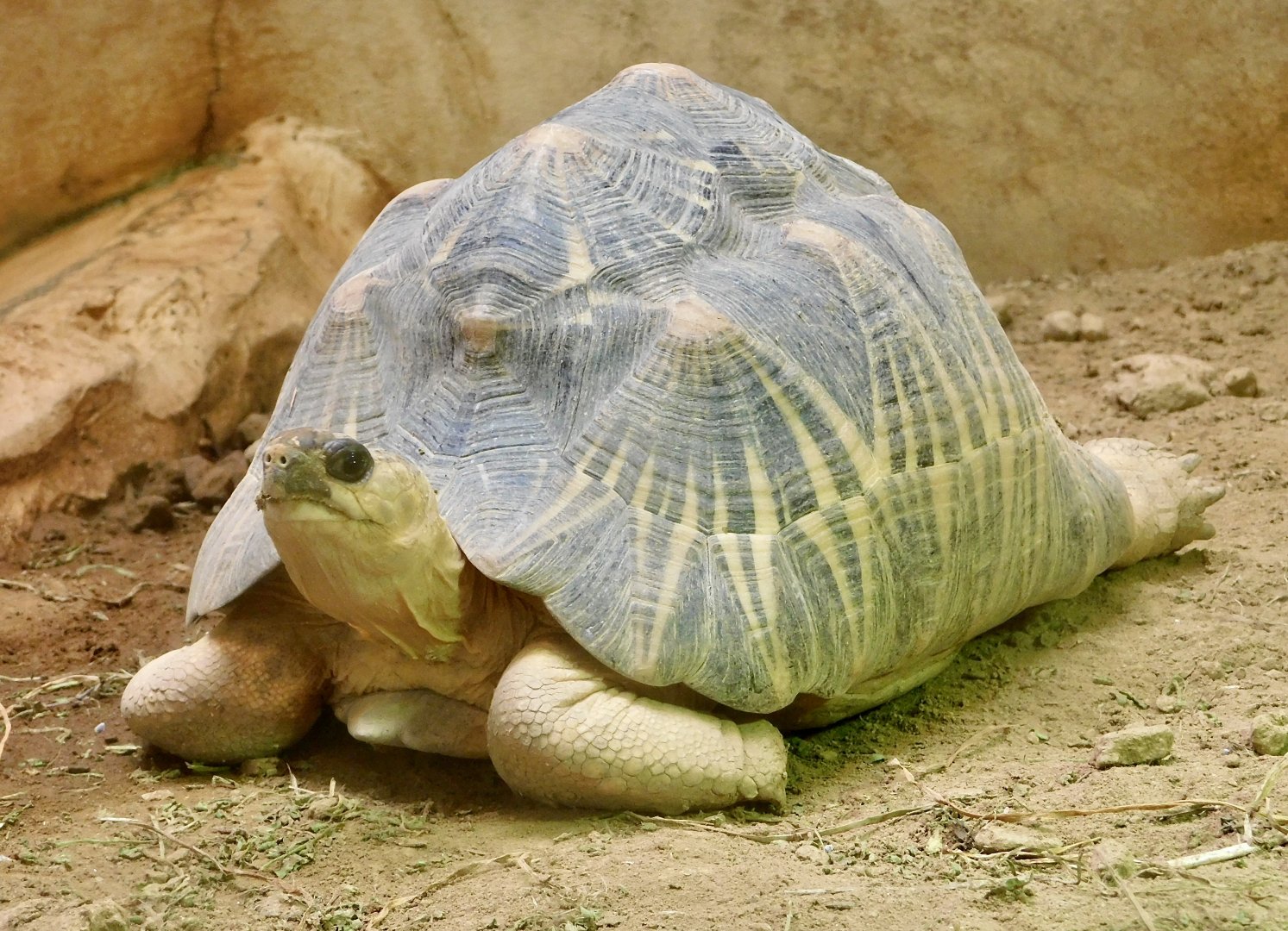 Radiated Tortoise (Astrochelys radiata) April 5, 2025