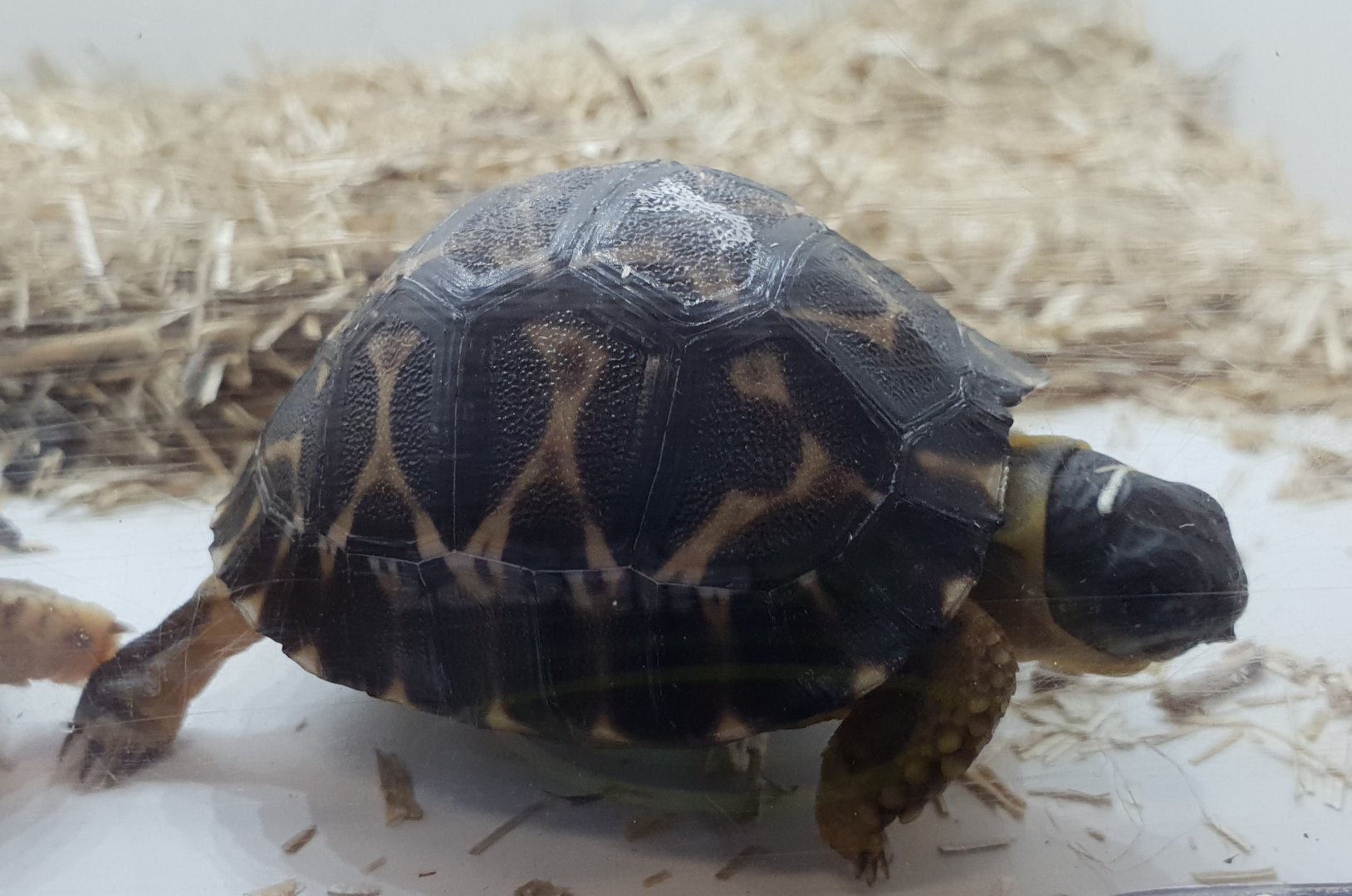 Radiated tortoise - Astrochelys radiata - baby