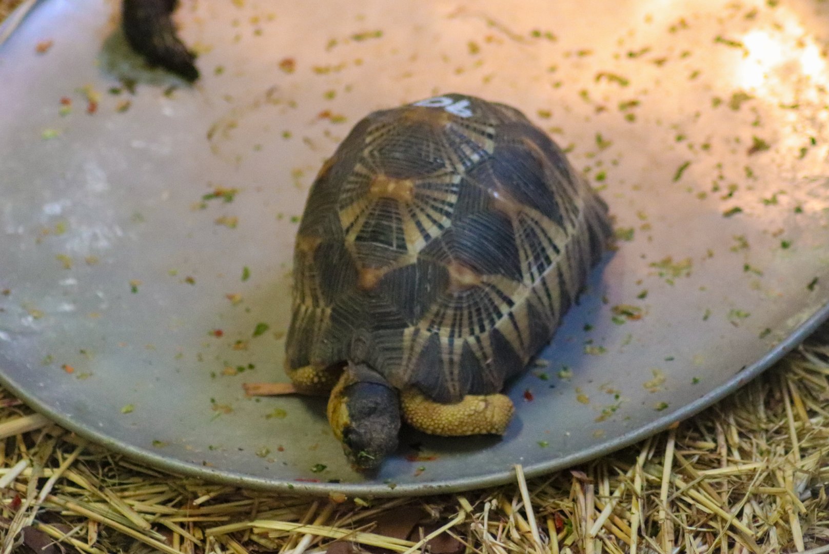 Radiated Tortoise (Astrochelys radiata) - December 2018