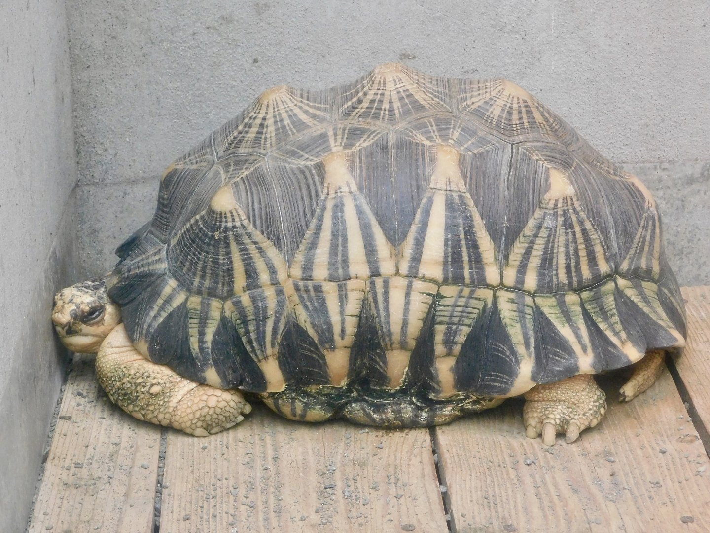 Radiated Tortoise (Astrochelys radiata) December 6, 2025