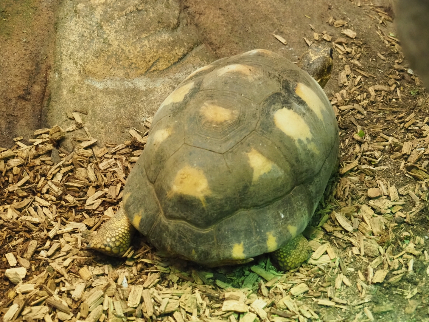 Radiated tortoise (Astrochelys radiata), Feb 27th, 2019