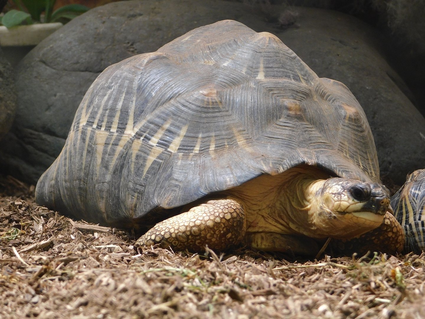 Radiated Tortoise (Astrochelys radiata) July 27, 2025