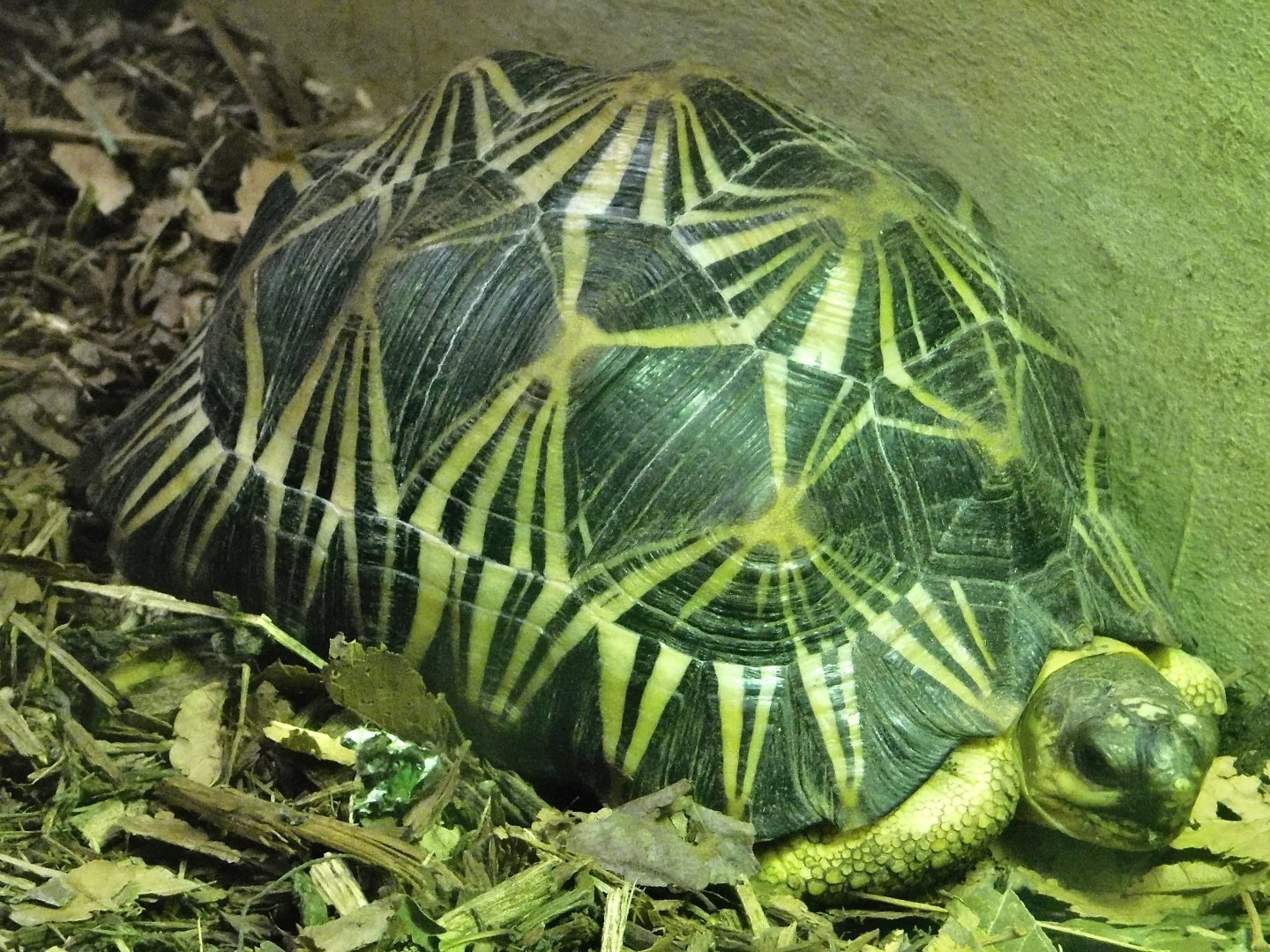 Radiated Tortoise (Astrochelys radiata) October 11, 2025