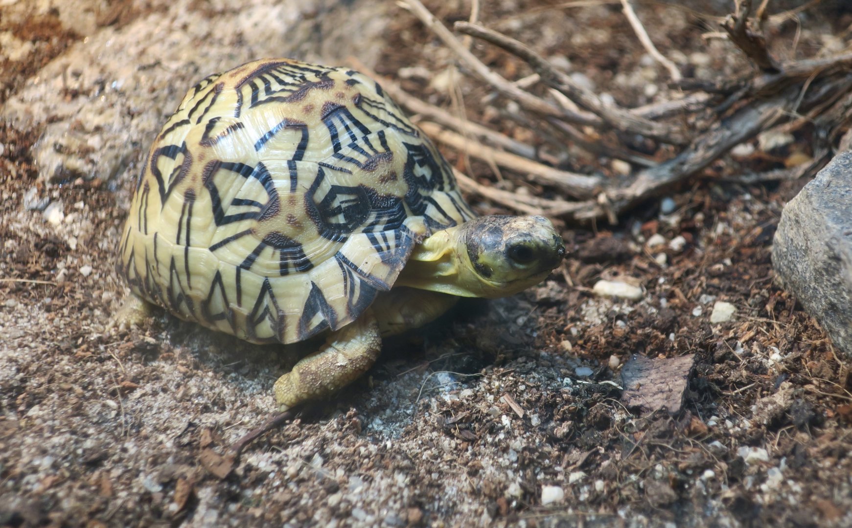 Radiated Tortoise (Astrochelys radiata) young with cool pattern