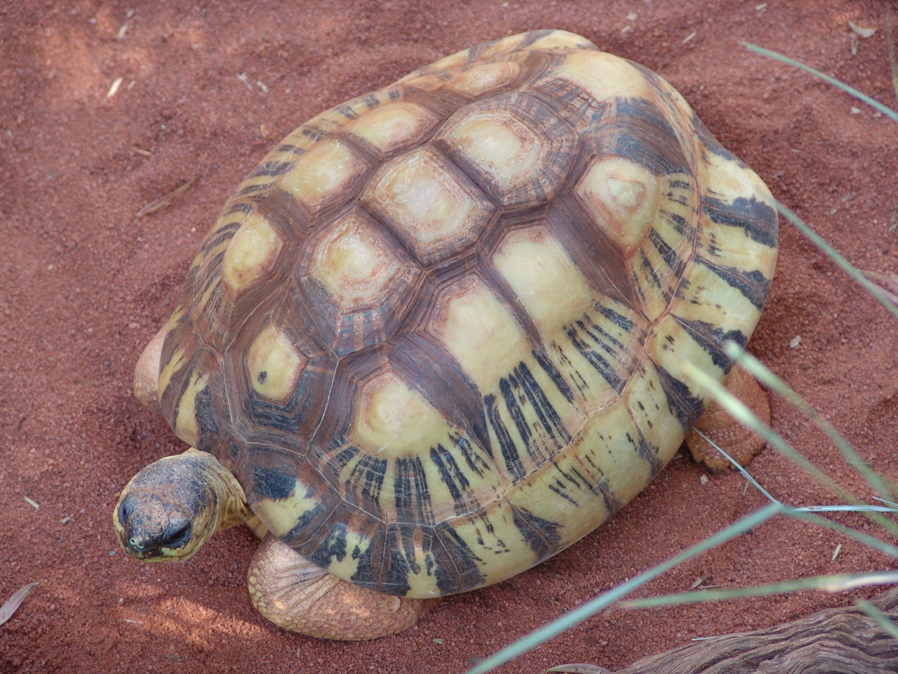 Radiated Tortoise (Astrochelys radiata)