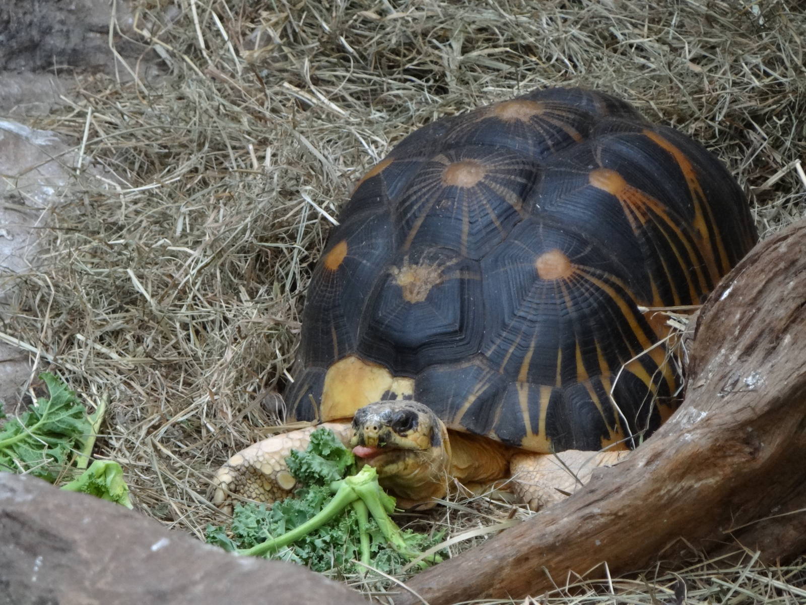 Radiated tortoise (Astrochelys radiata)