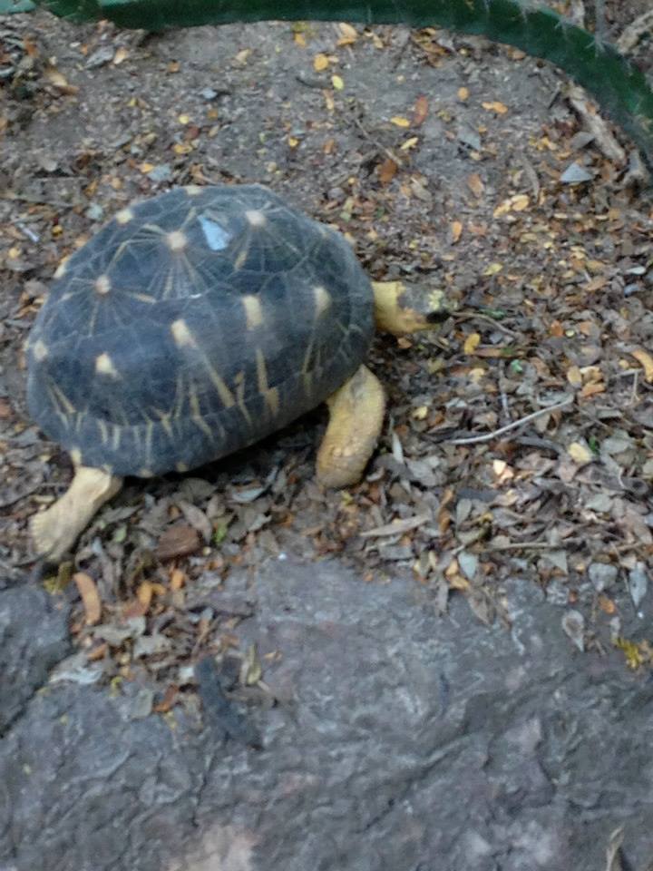 Radiated tortoise (Astrochelys radiata)