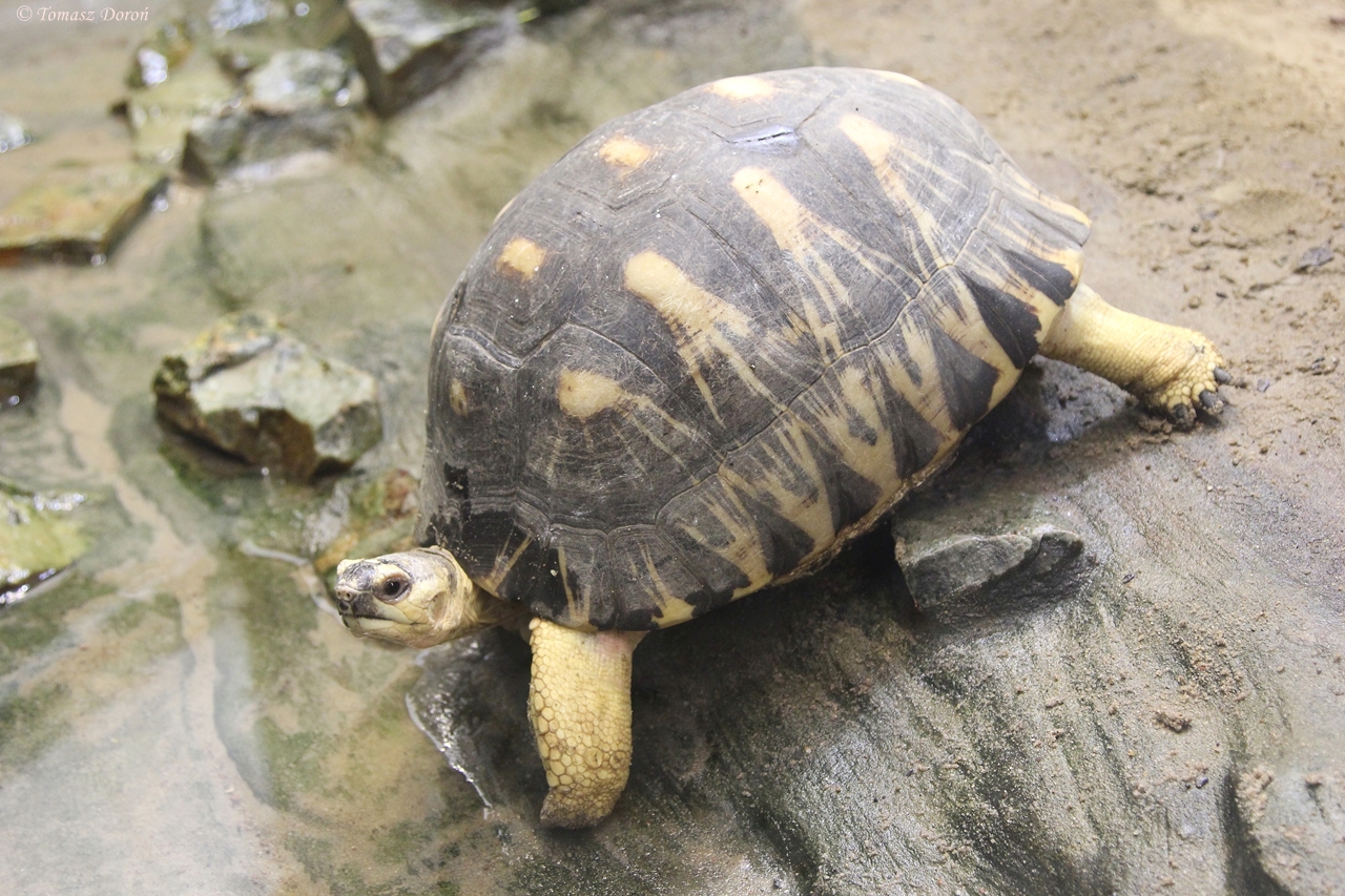 Radiated Tortoise (Astrochelys radiata)