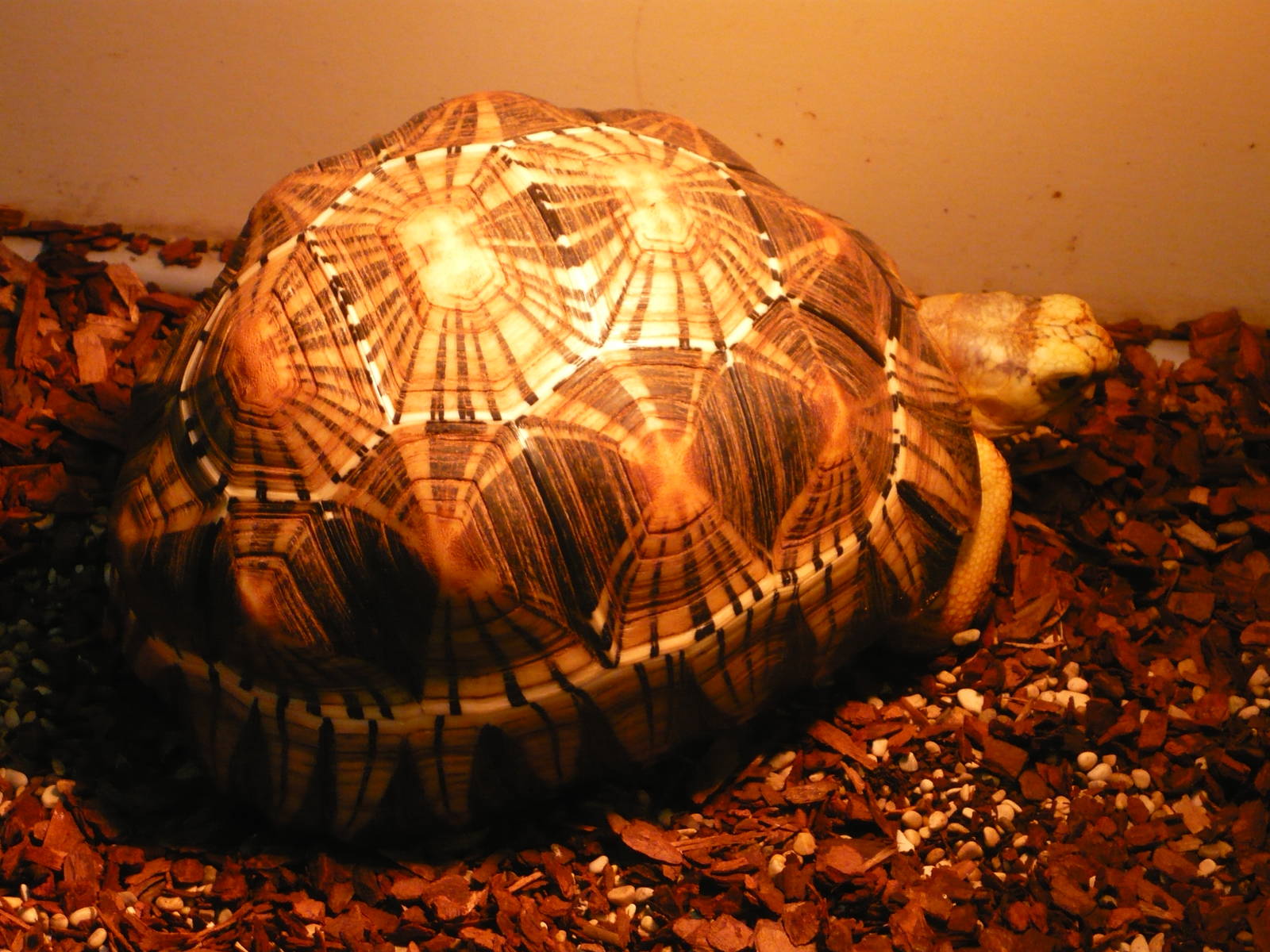 Radiated tortoise (Astrochelys radiata)