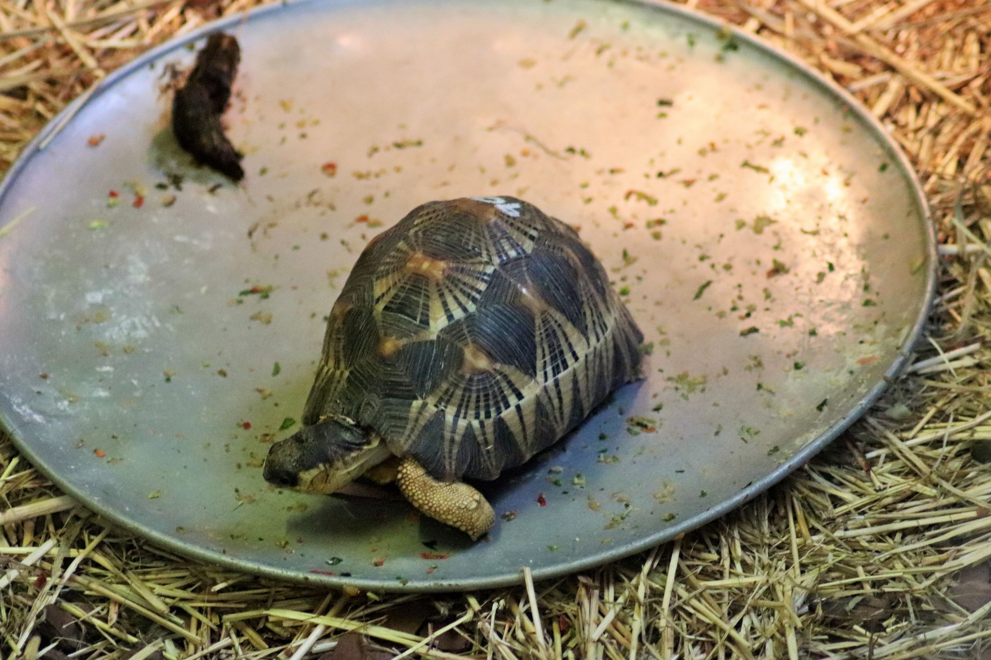 Radiated Tortoise (Astrochelys radiata)