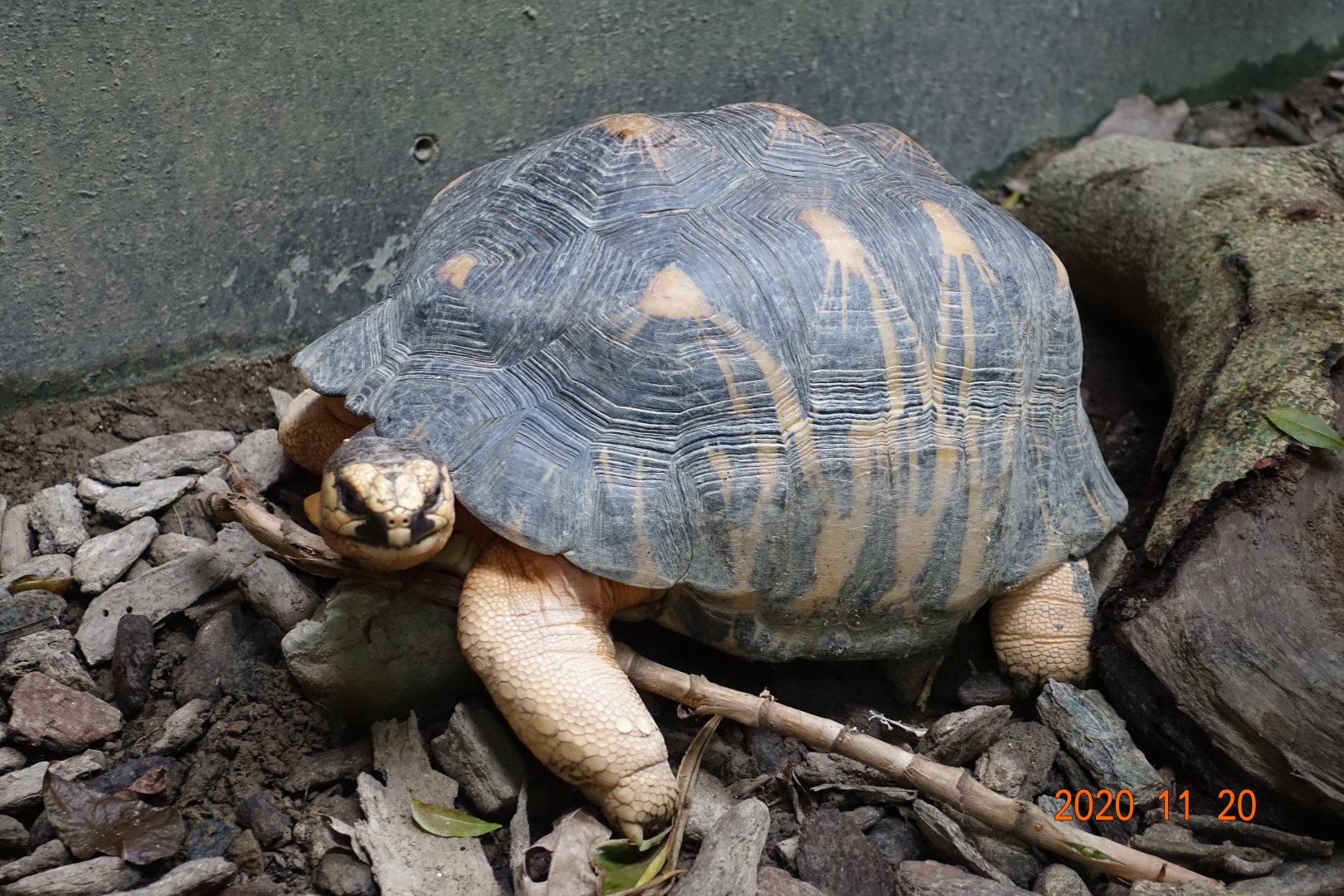 Radiated Tortoise (Astrochelys radiata)