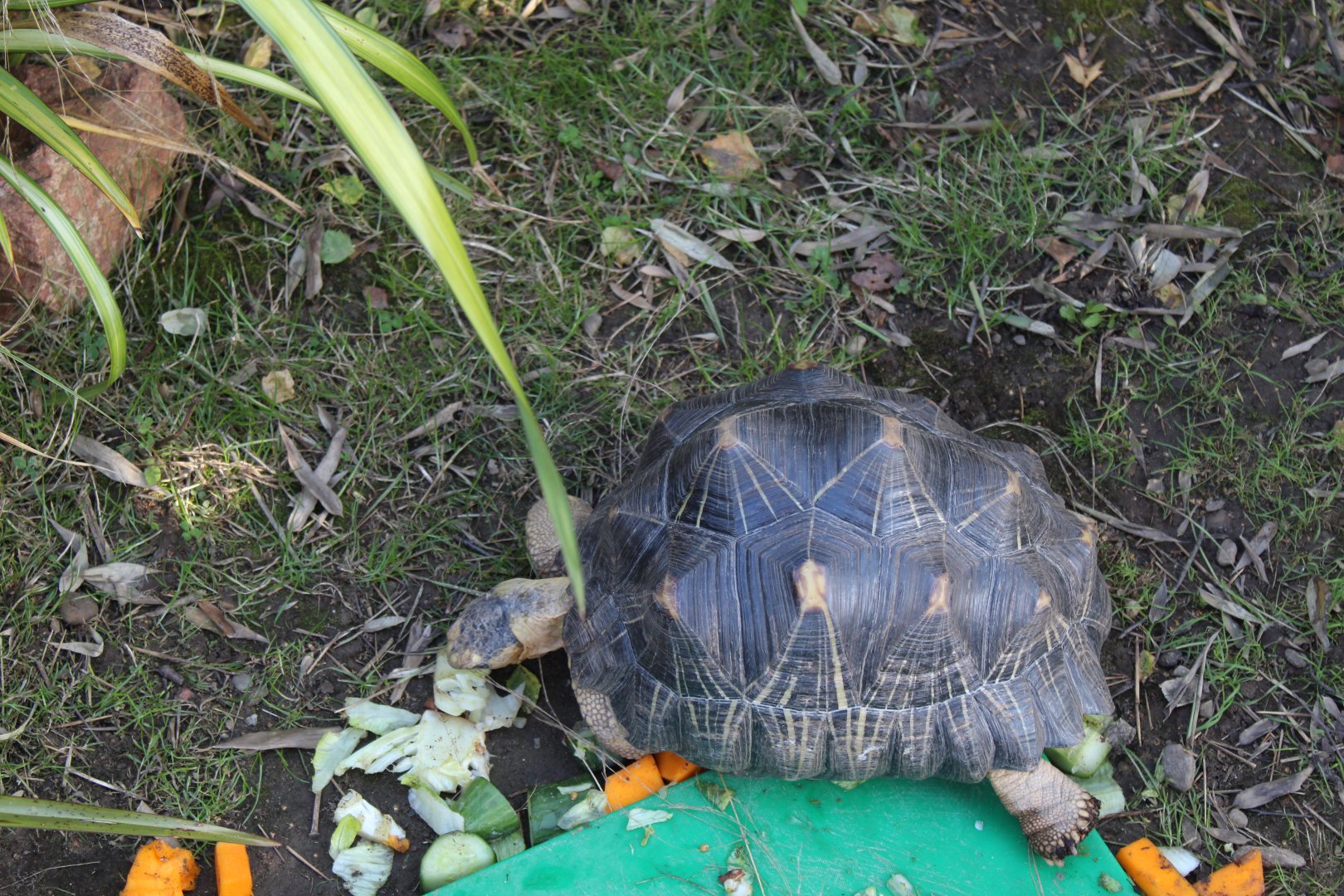 Radiated tortoise (Astrochelys radiata)