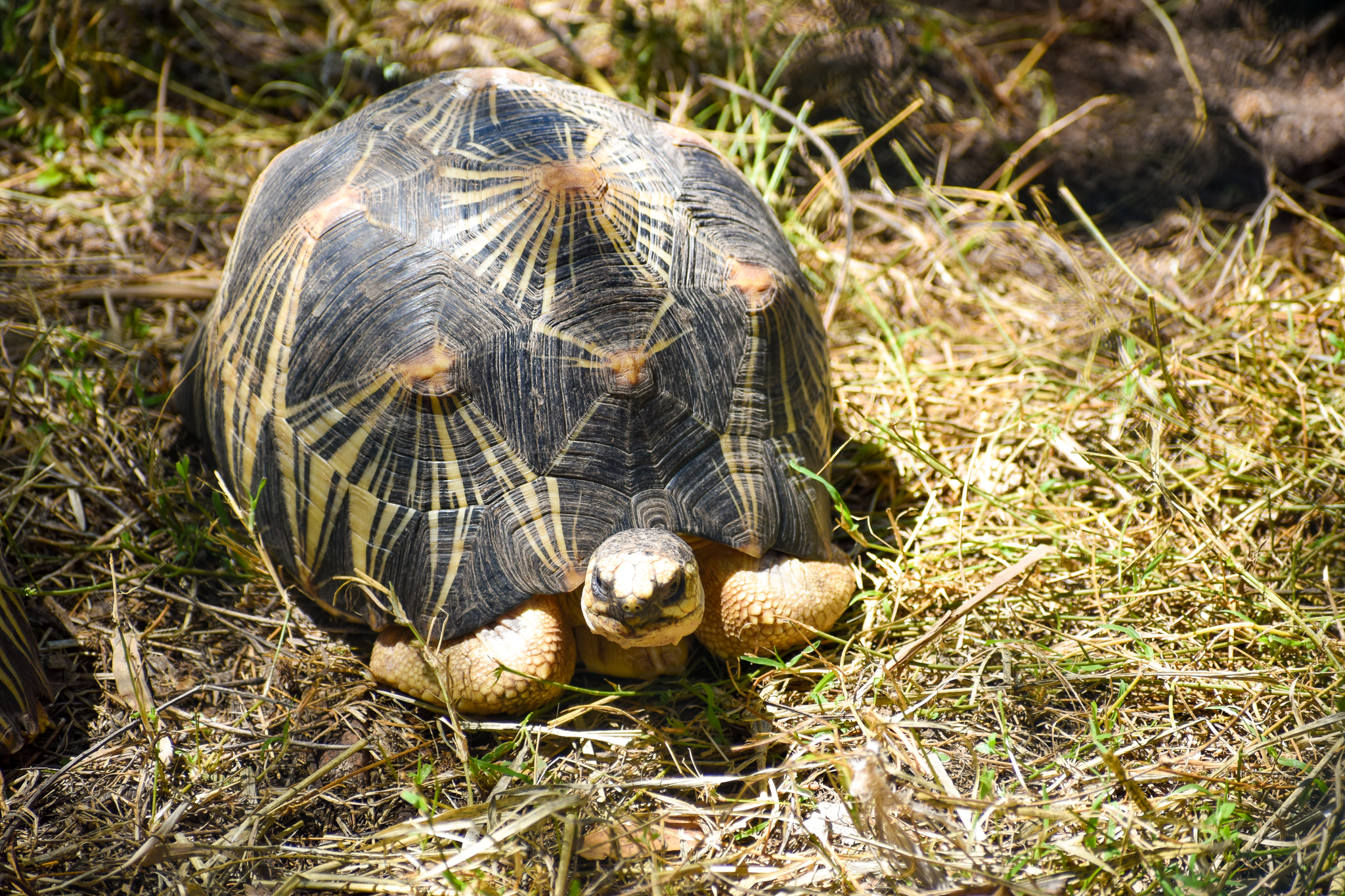 Radiated Tortoise (Astrochelys radiata)