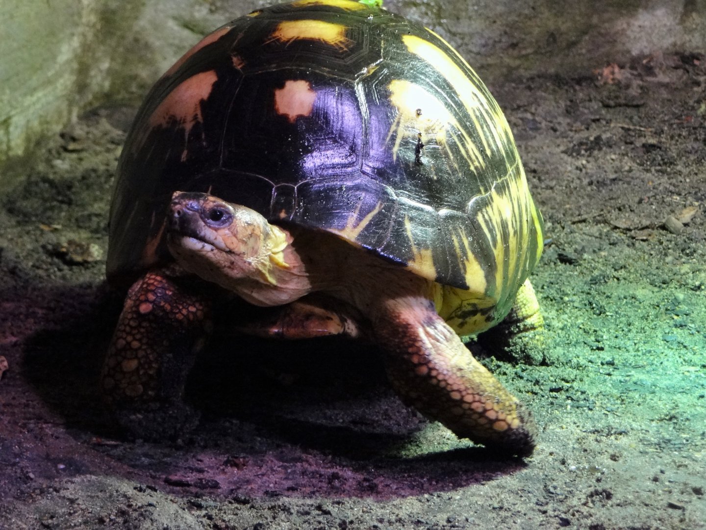 Radiated Tortoise (Astrochelys radiata)