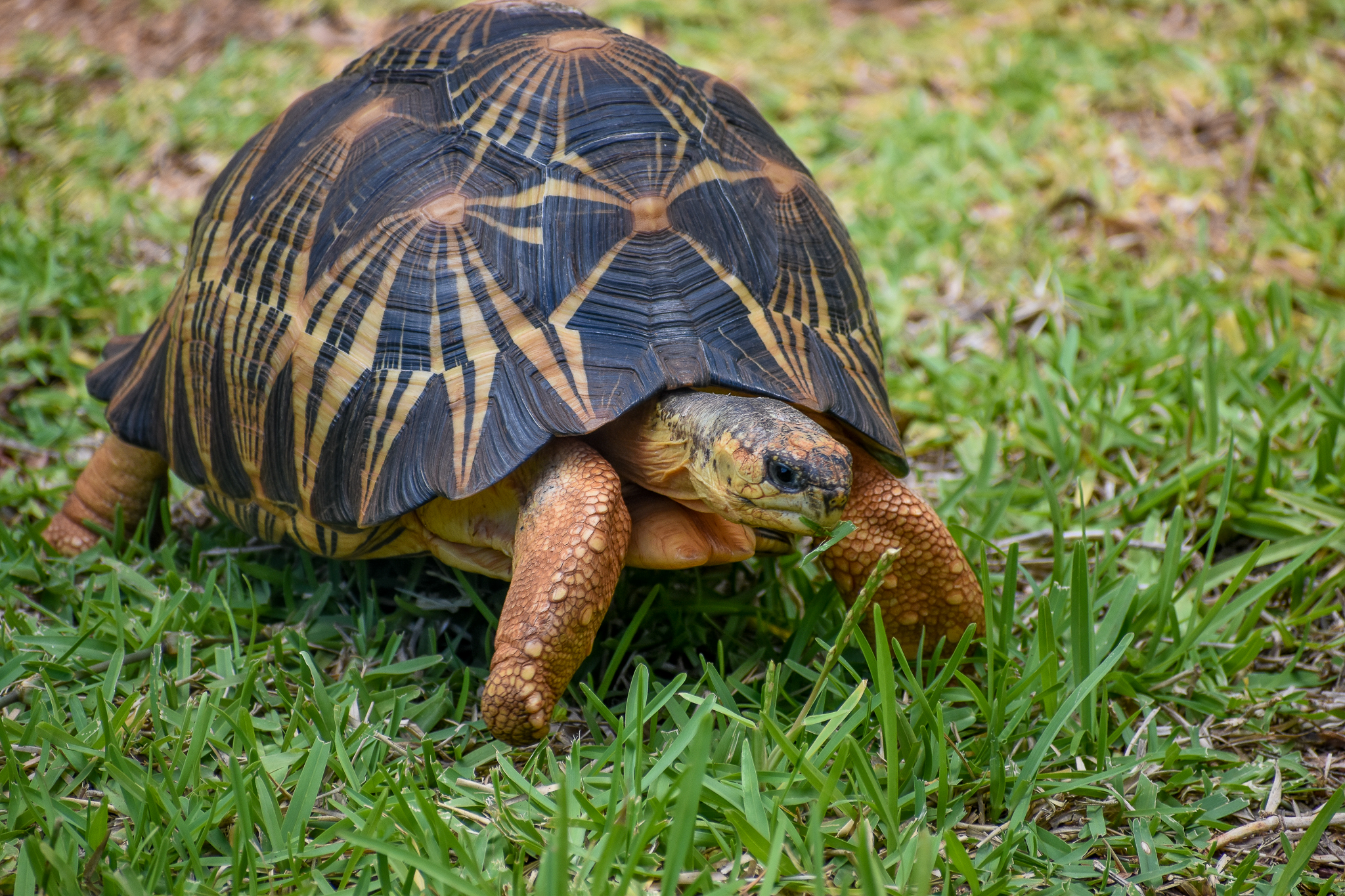 Radiated Tortoise (Astrochelys radiata)
