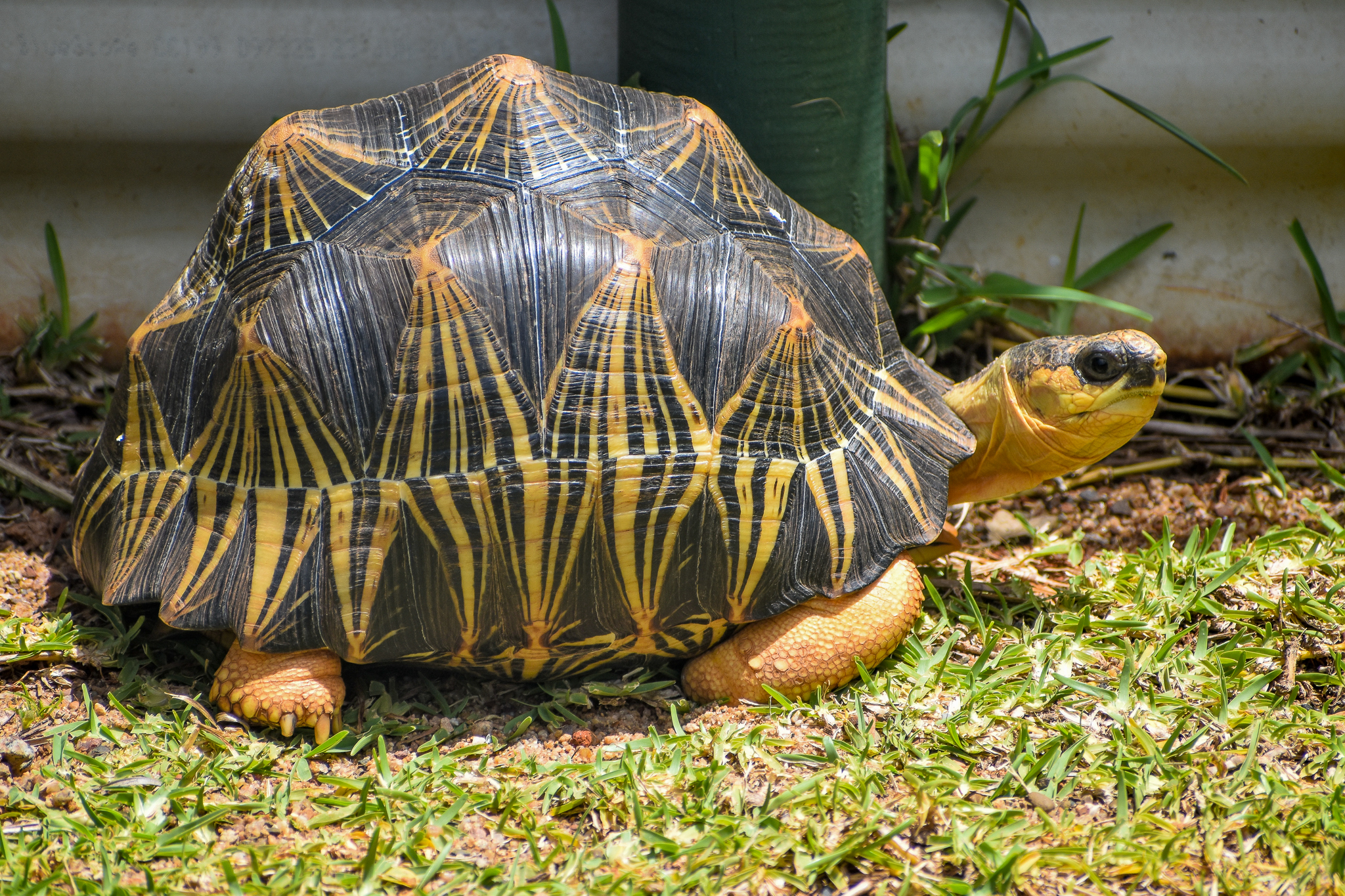 Radiated Tortoise (Astrochelys radiata)