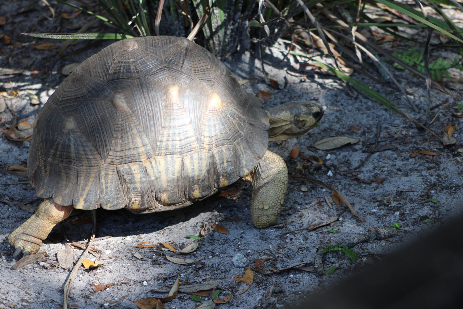 Radiated Tortoise (Astrochelys radiata)