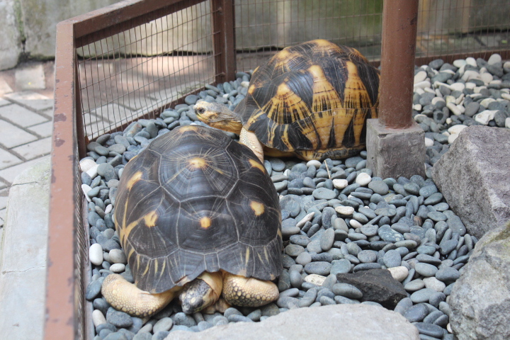 Radiated tortoise (Astrochelys radiata)