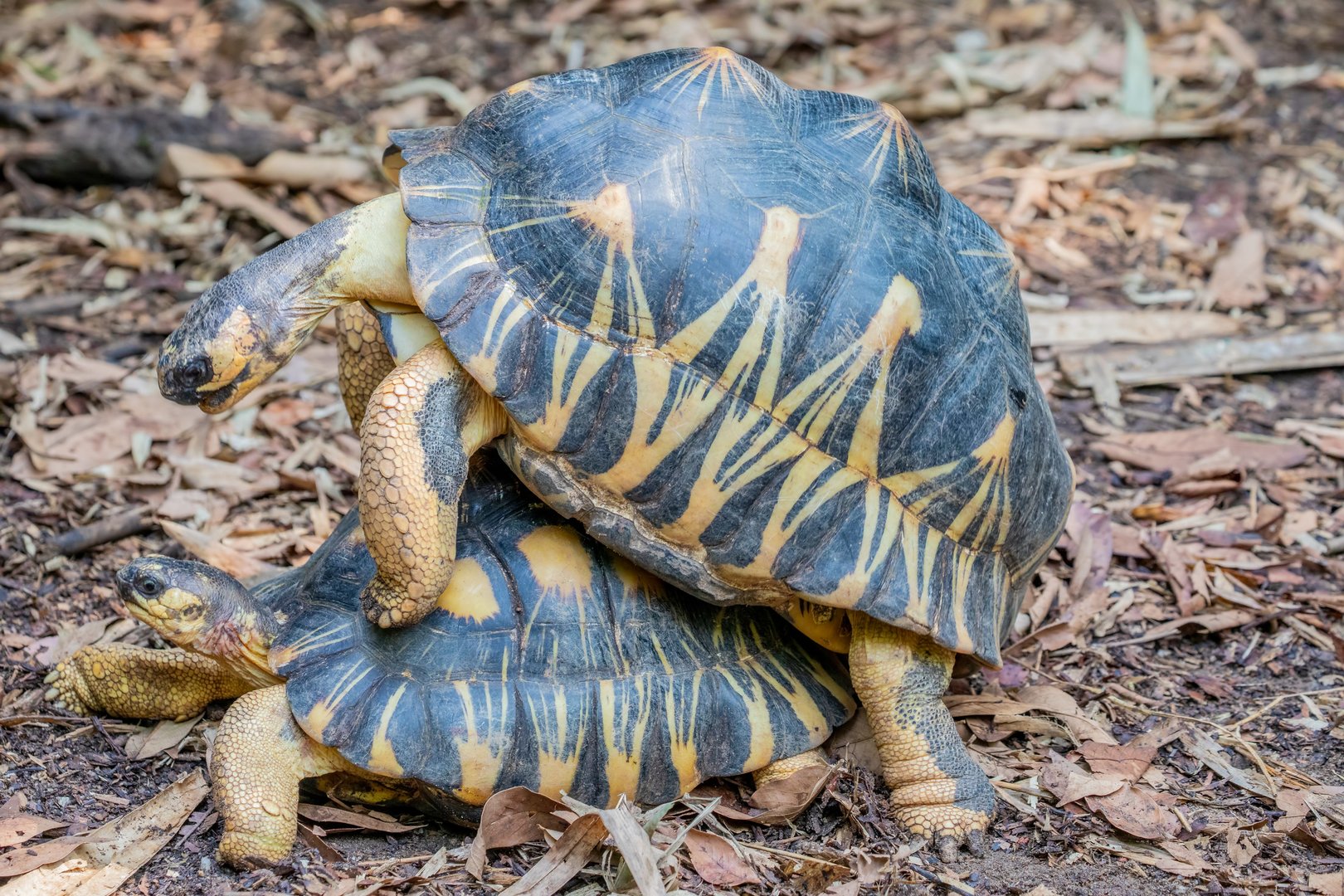 radiated tortoise (Astrochelys radiata)