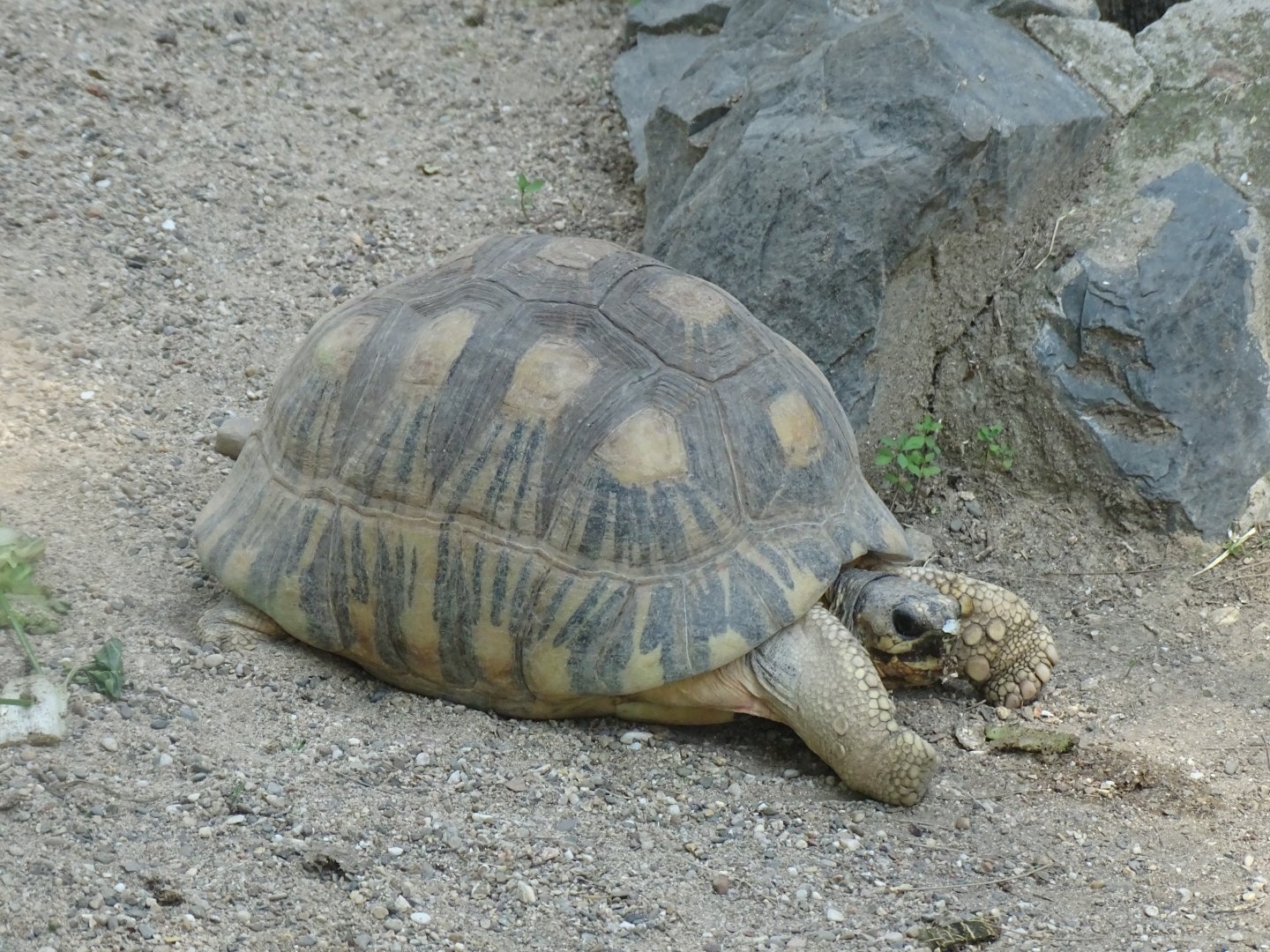 Radiated tortoise (Astrochelys radiata)