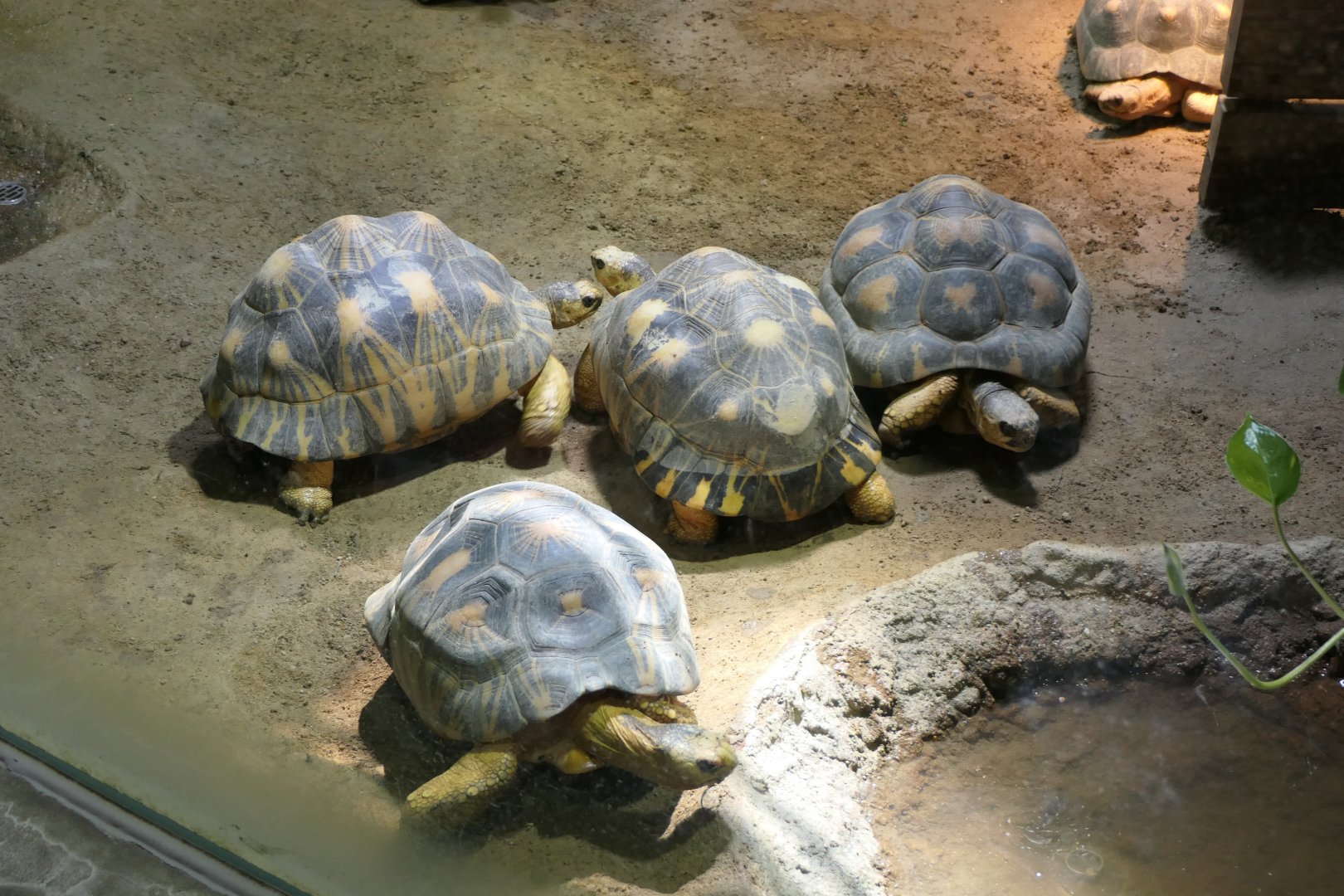 Radiated Tortoise (Astrochelys radiata)