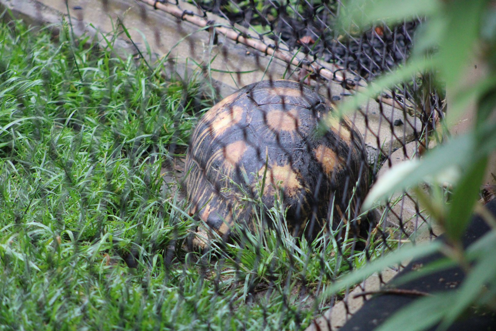 Radiated Tortoise (Astrochelys radiata)