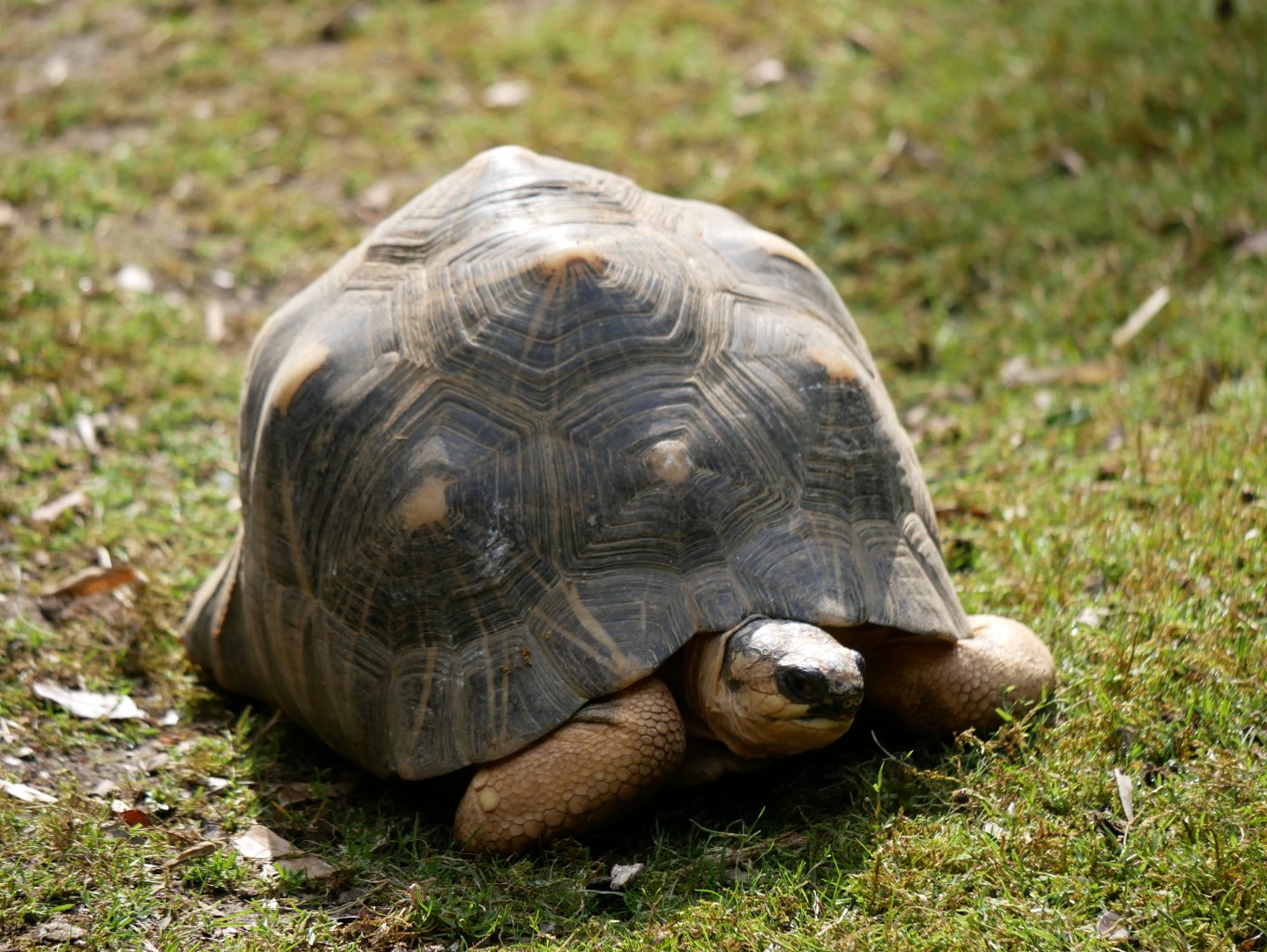 Radiated tortoise (Astrochelys radiata)