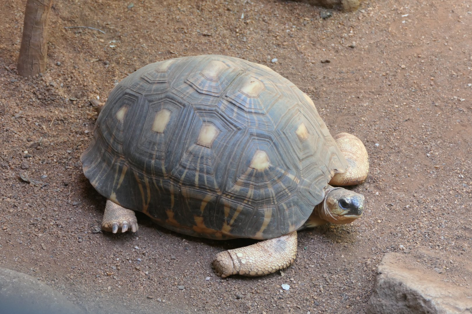 Radiated Tortoise (Astrochelys radiata)