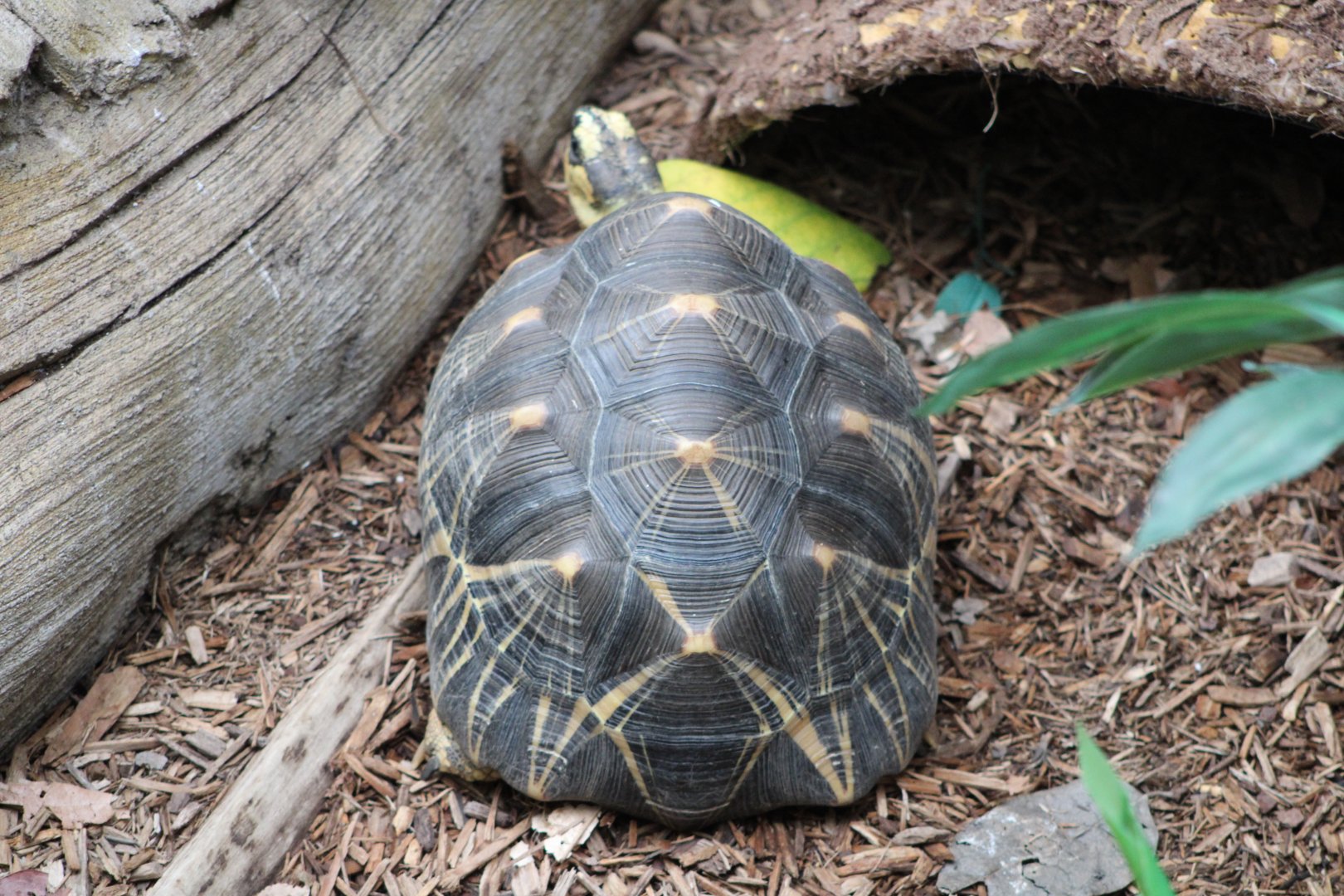 Radiated Tortoise (Astrochelys radiata)