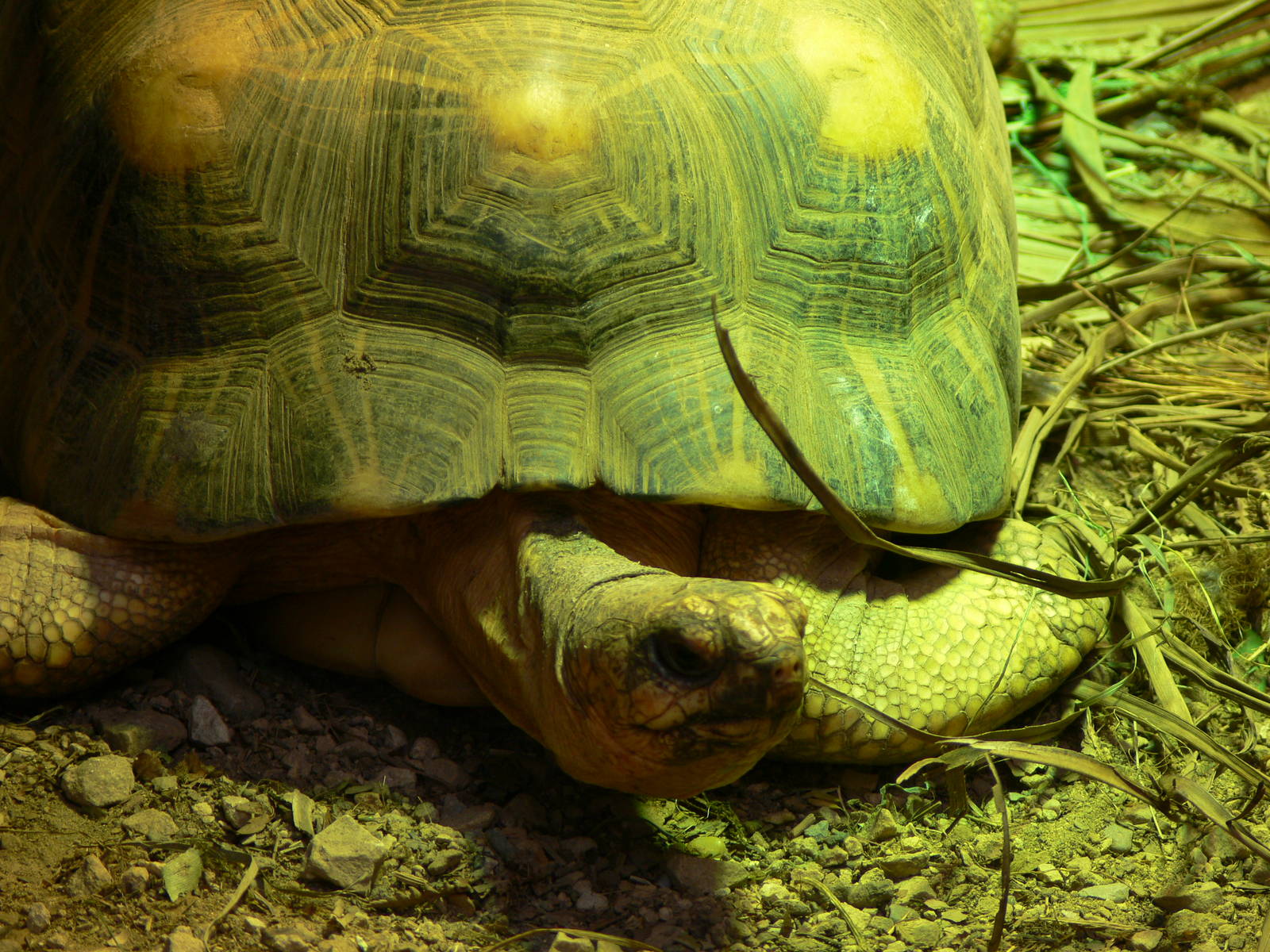 Radiated Tortoise at Chester Zoo, 28/08/13