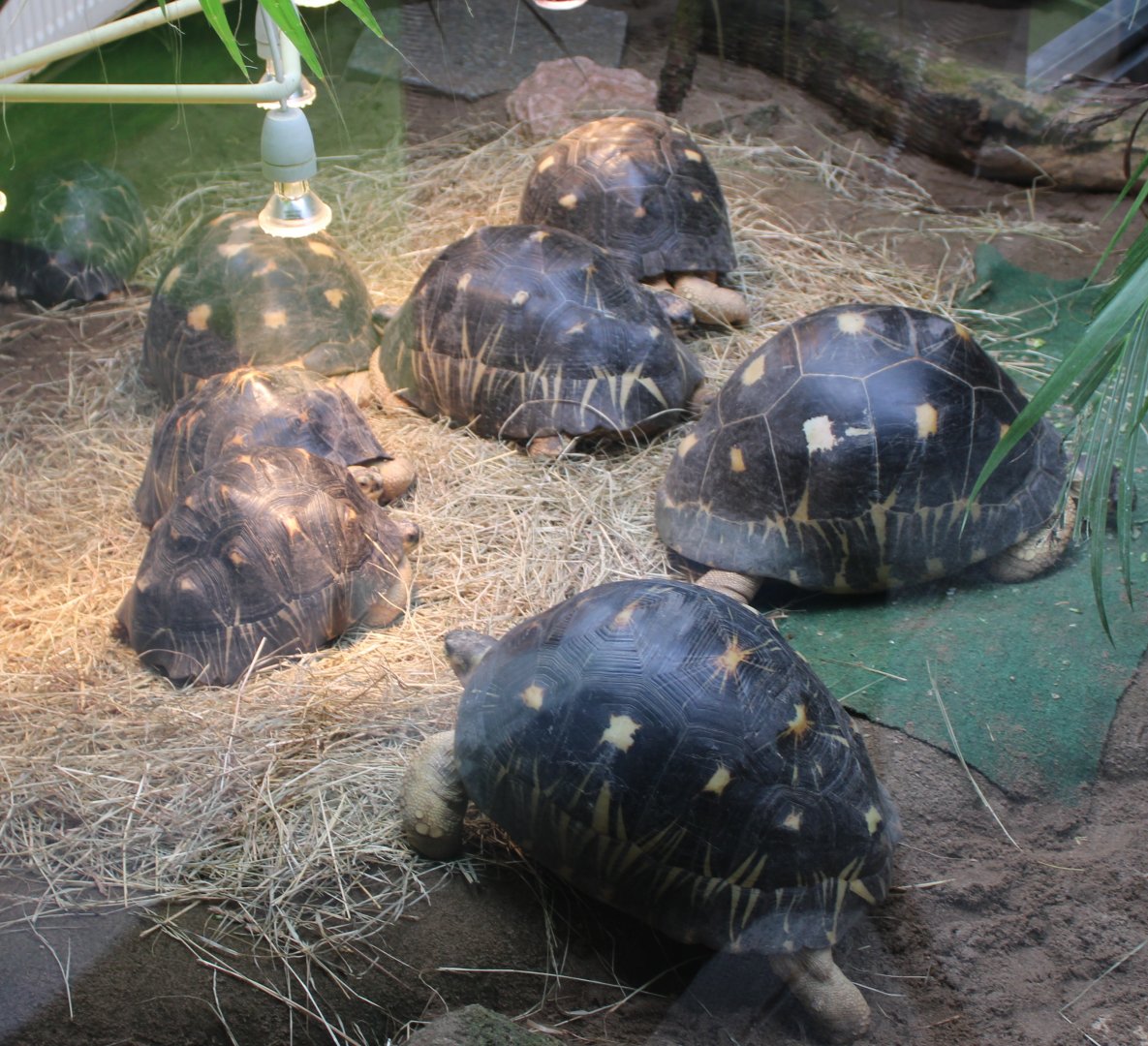 Radiated tortoise breeding-group