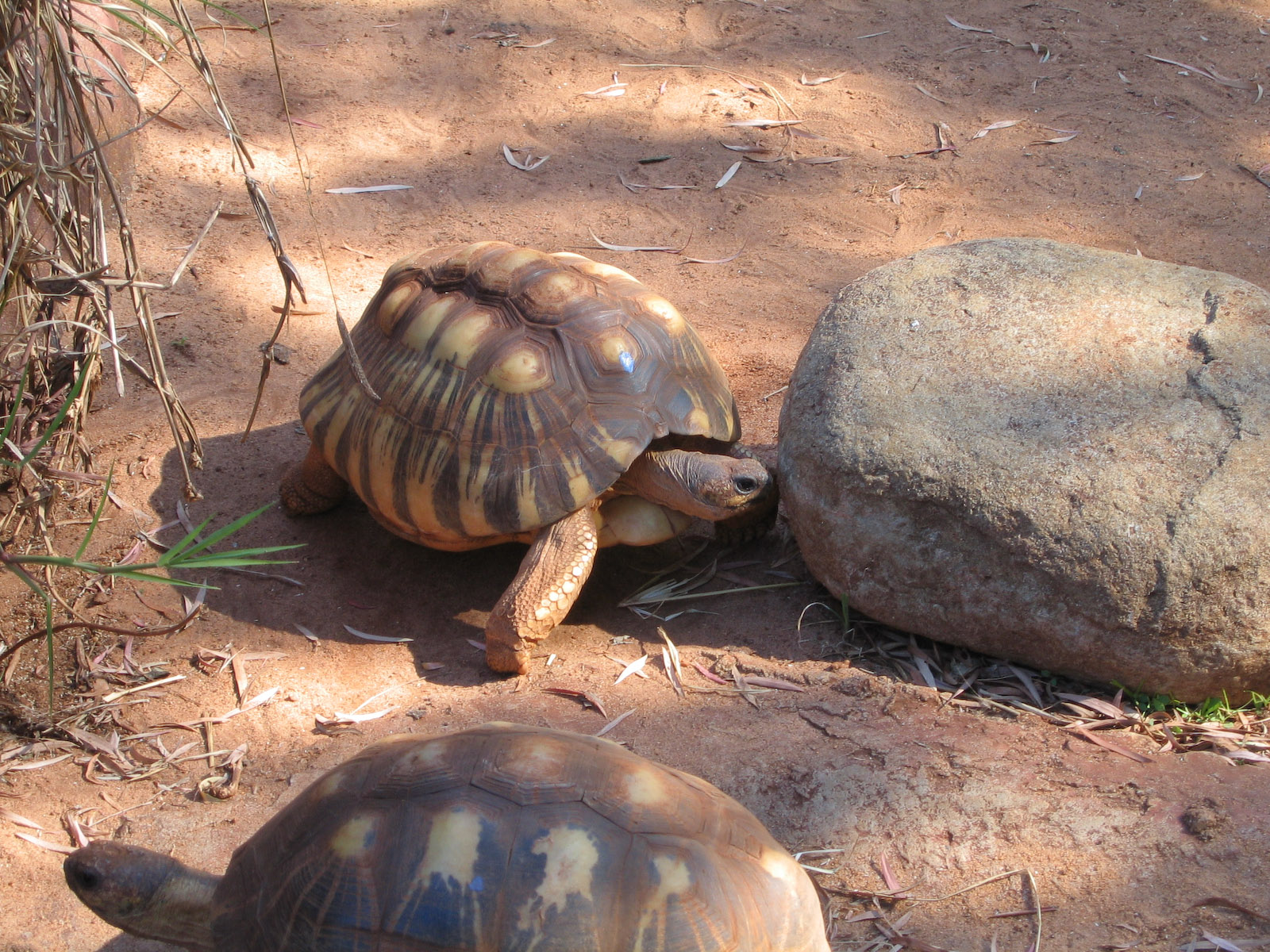Radiated Tortoise - Dec 2003