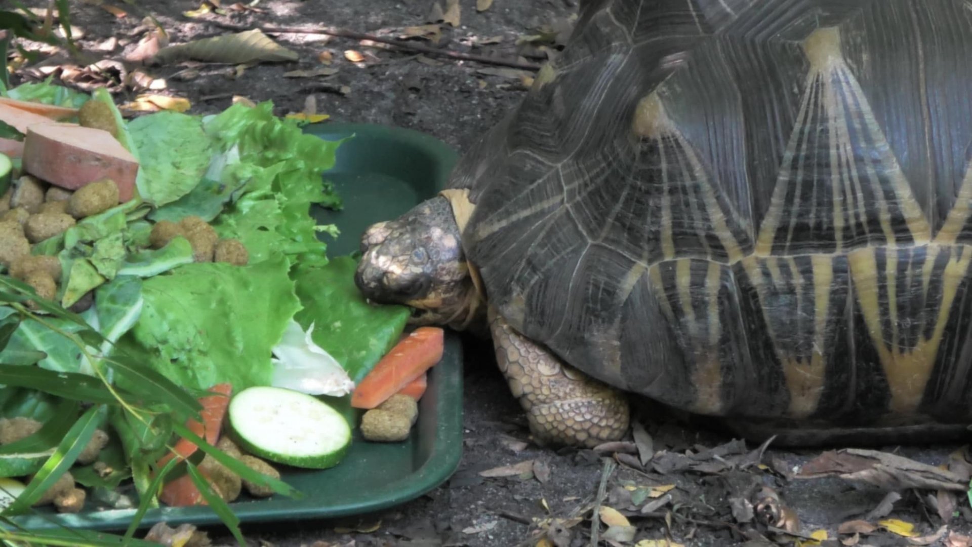 Radiated tortoise eating breakfast