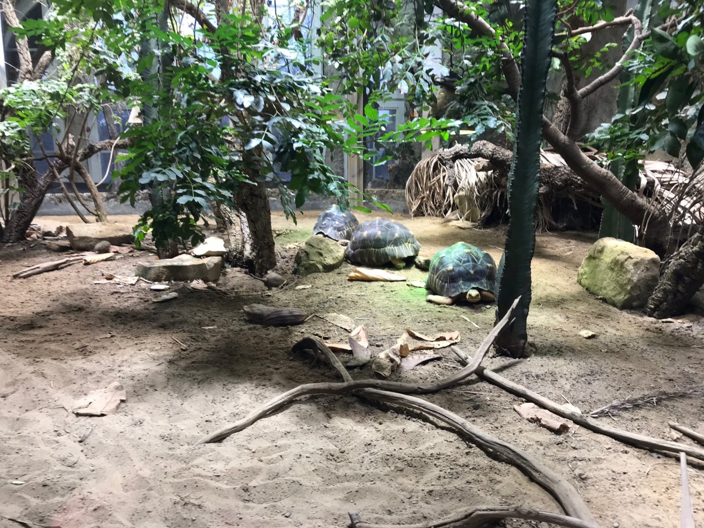Radiated tortoise enclosure 270118