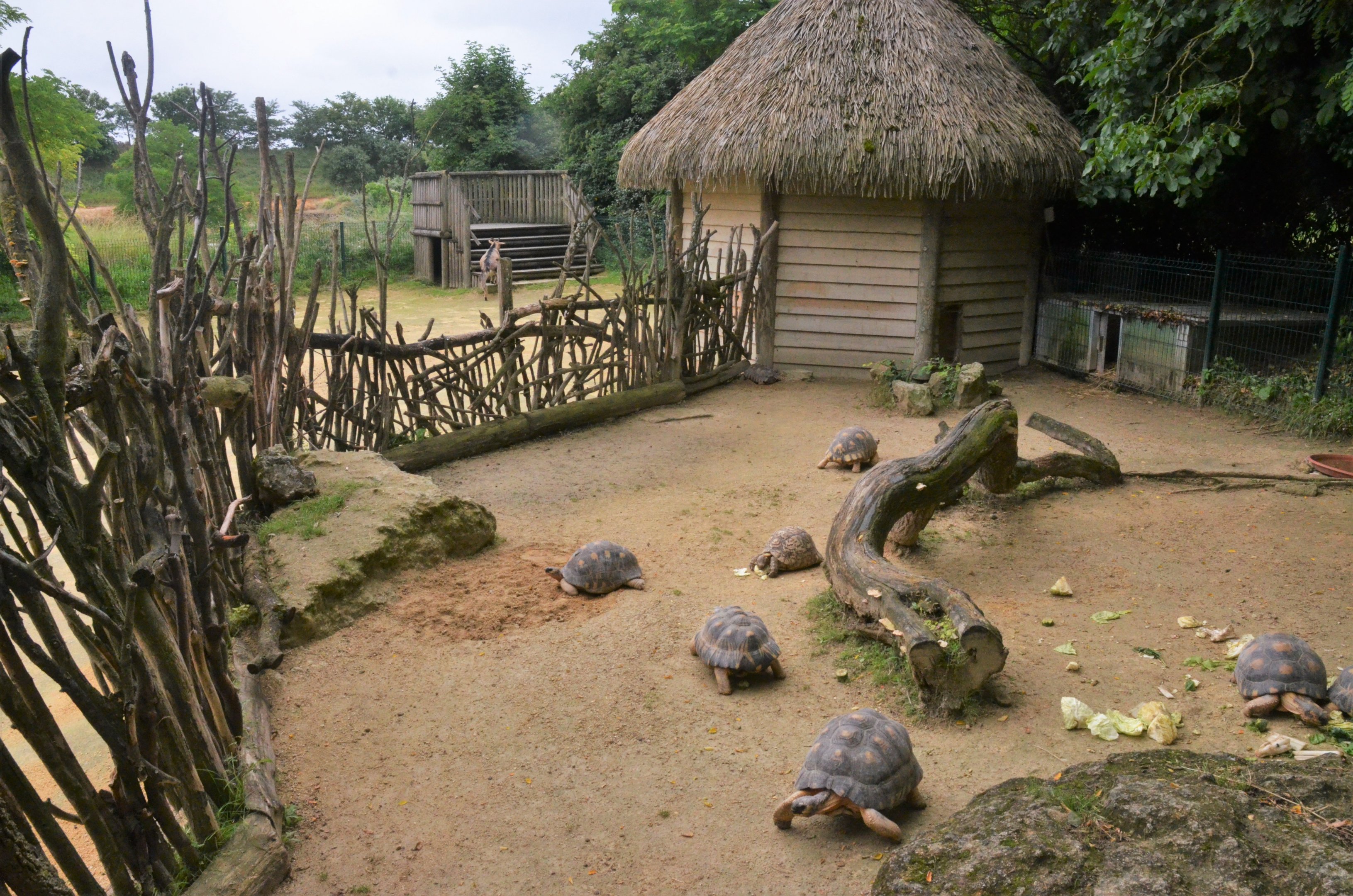 Radiated Tortoise Enclosure (and Pygmy Goat Walkthrough) at Doué-la-Fontaine, 15/06/18